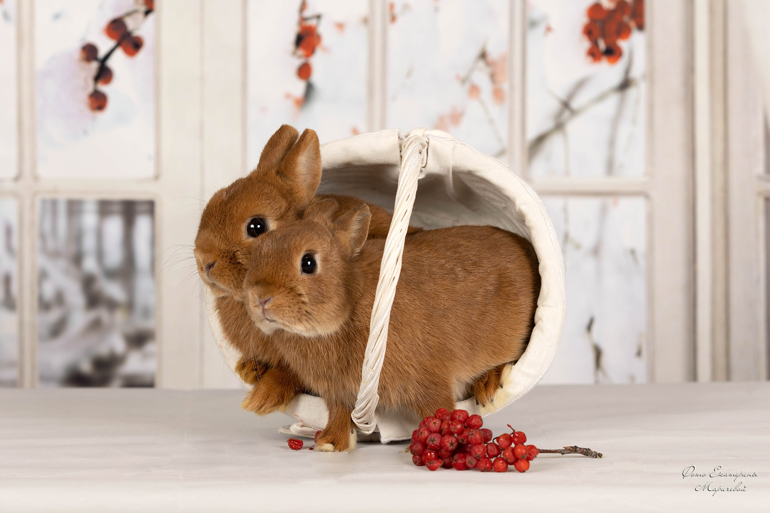 Тематические фоны с рисунком. Фотограф-анималист в Омске Екатерина Маричева