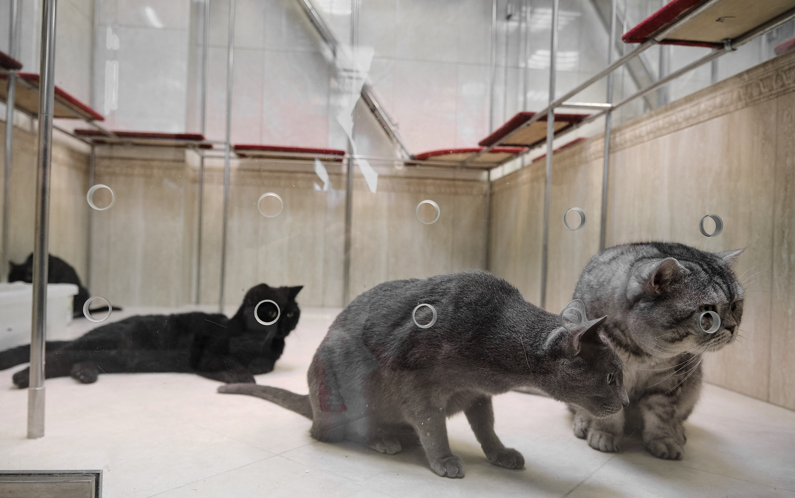 Пресс-конференция Ю.Куклачева в театре кошек