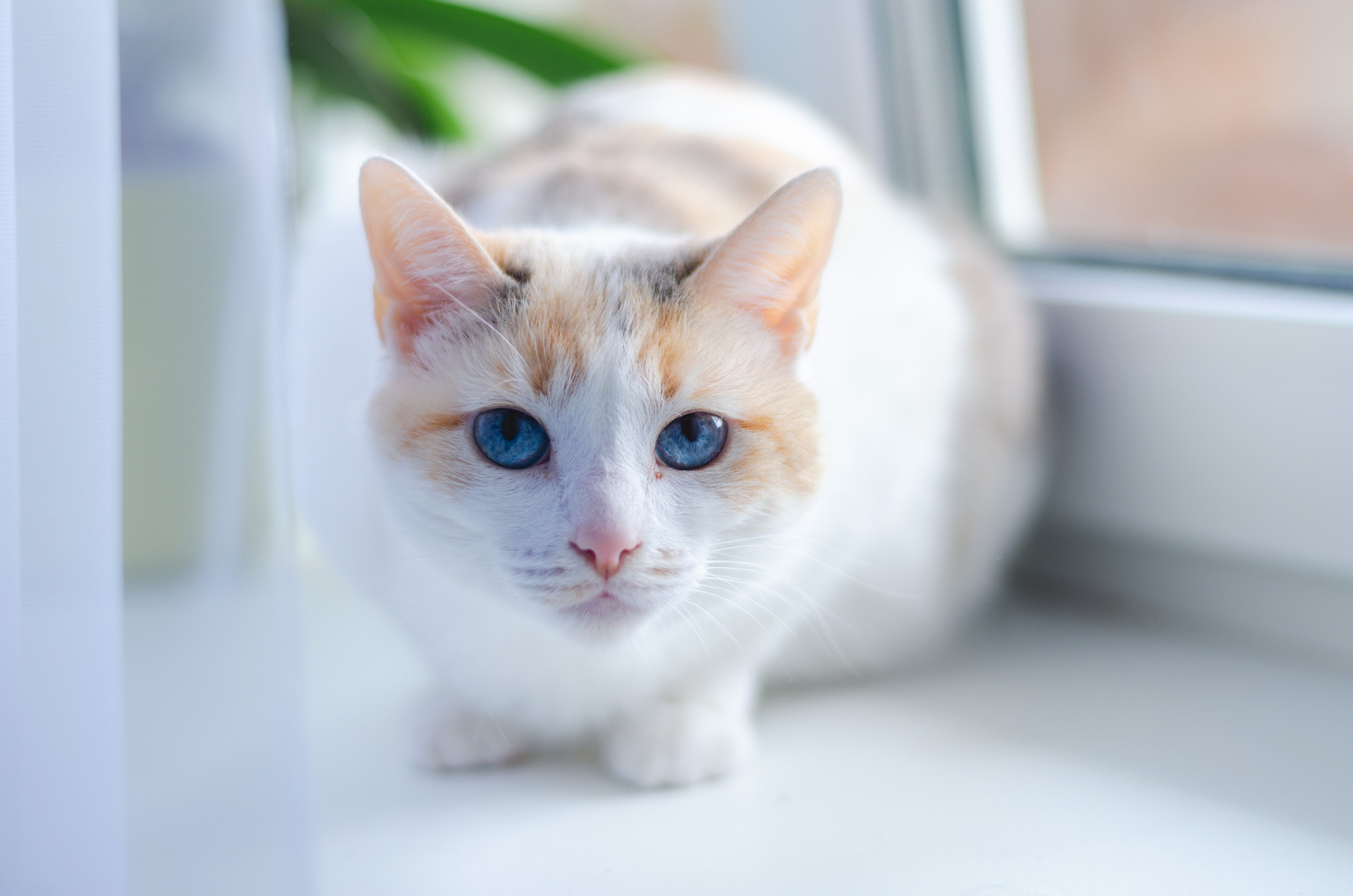 Александра и Артём. Семейный и детский фотограф в Воронеже София Минакова