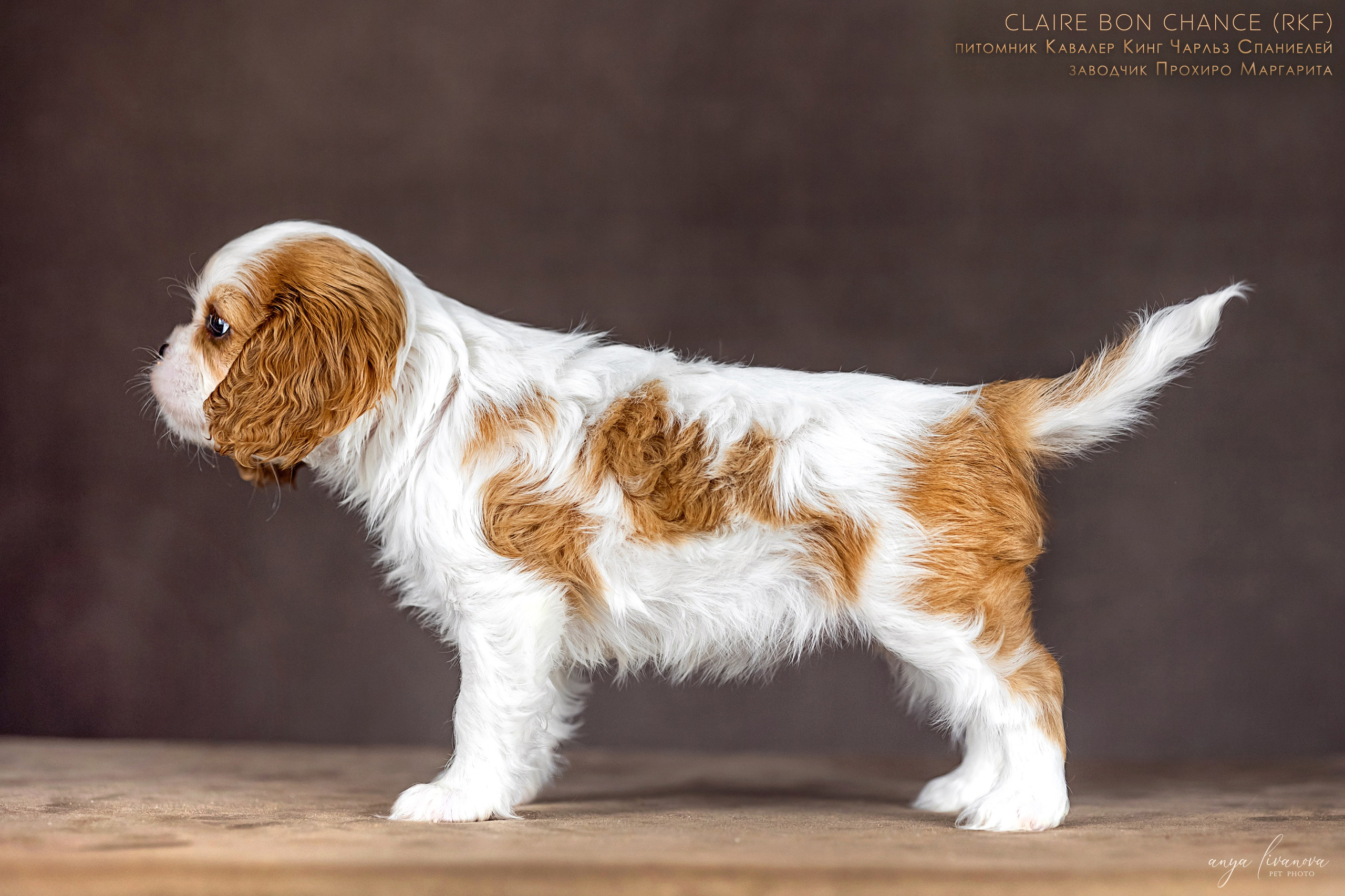 Кавалерчики. Фотограф анималист Аня Ливанова | Рыбинск