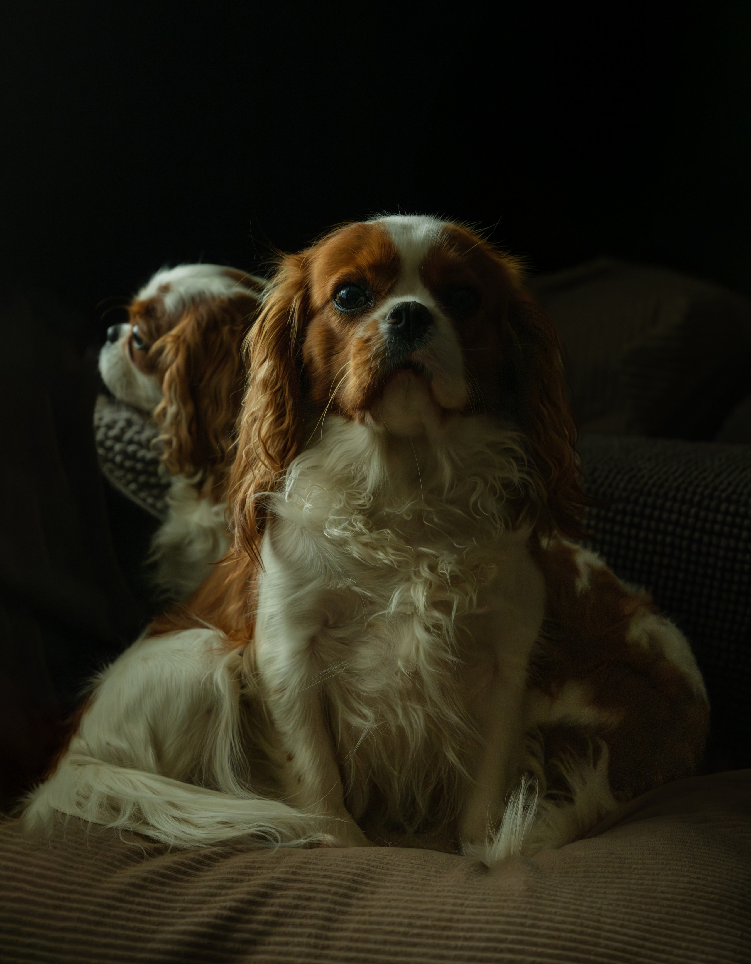 Портреты животных. Арт-фотограф Михаил Danko, г. Новосибирск