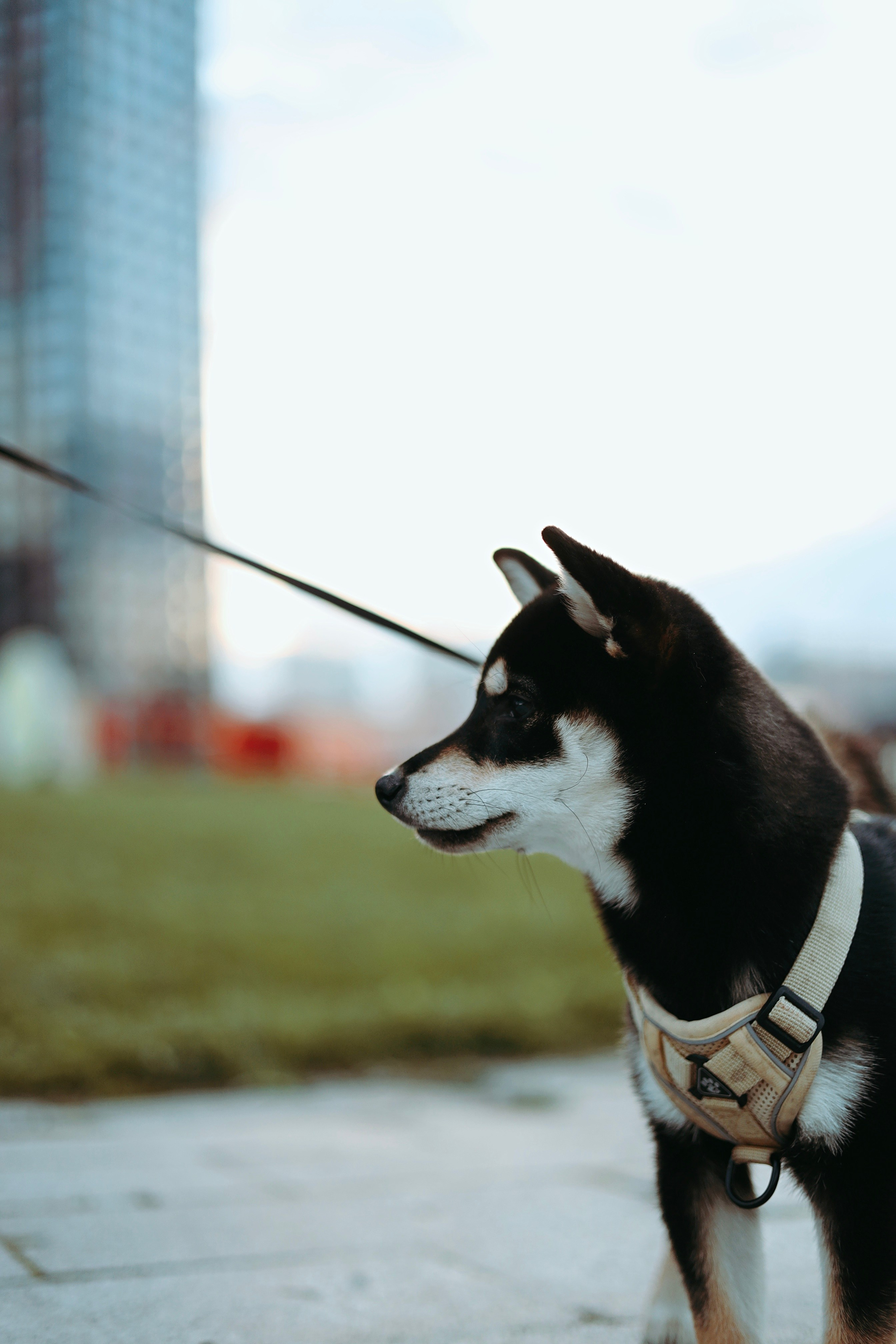 Puppy. Фотосессии в Москве и Санкт-Петербурге, а также по столицам стран Евро