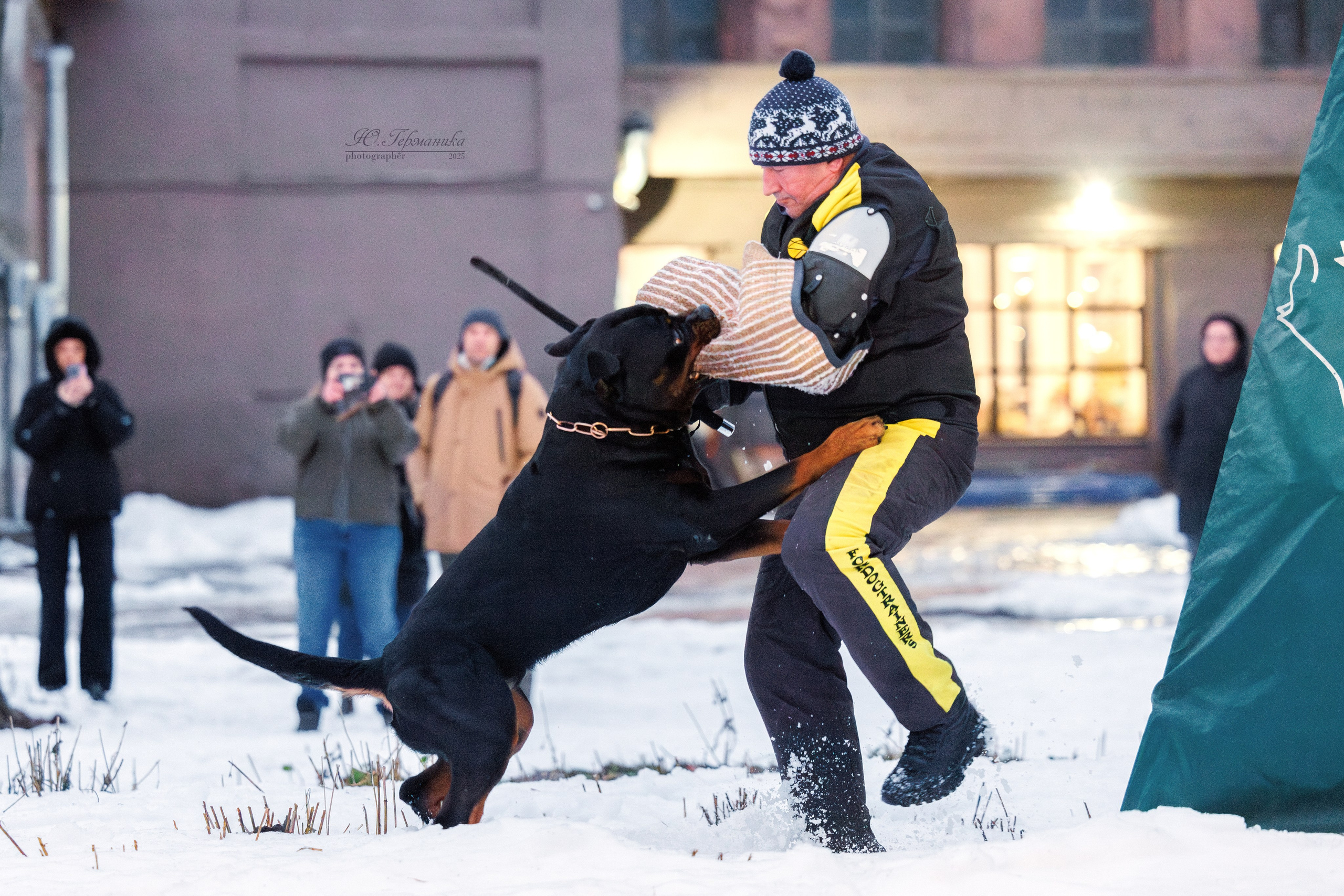 Питер ротвейлеры 18.01,Крокус 19.01.2025. Фотограф-анималист Юлия Германика