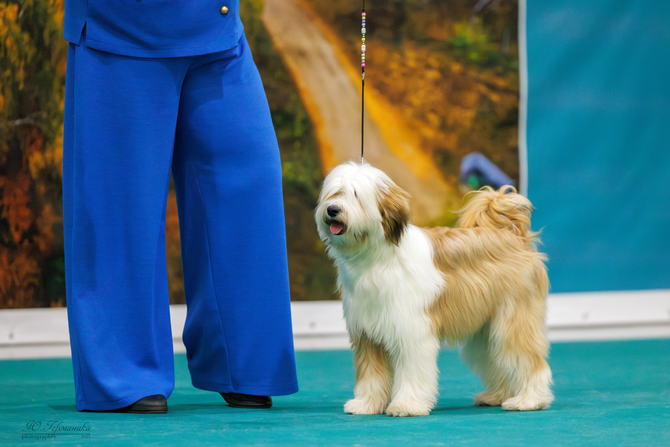 Питер ротвейлеры 18.01,Крокус 19.01.2025. Фотограф-анималист Юлия Германика