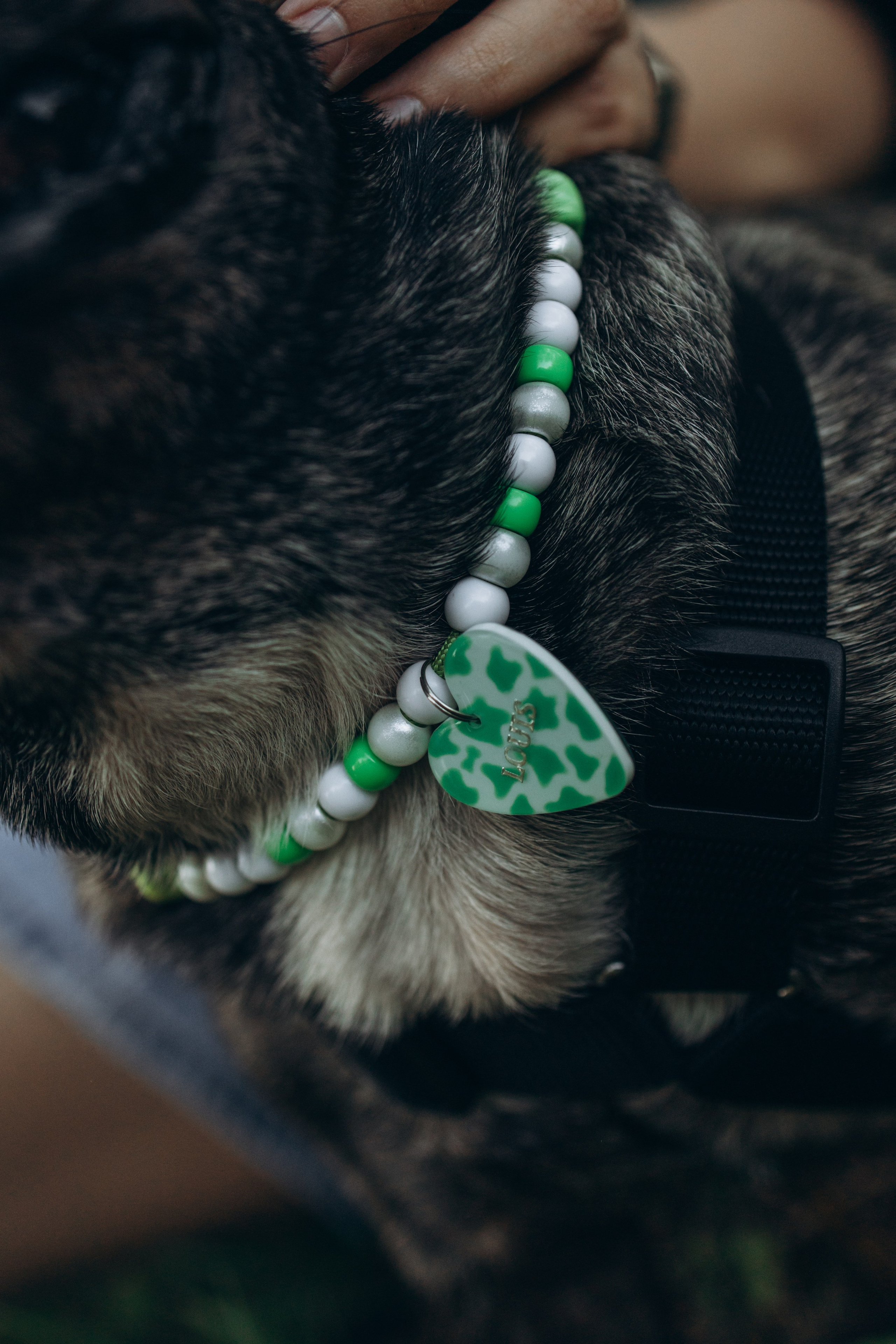 Олеся и Луи. Фотограф — Анималист | Санкт-Петербург