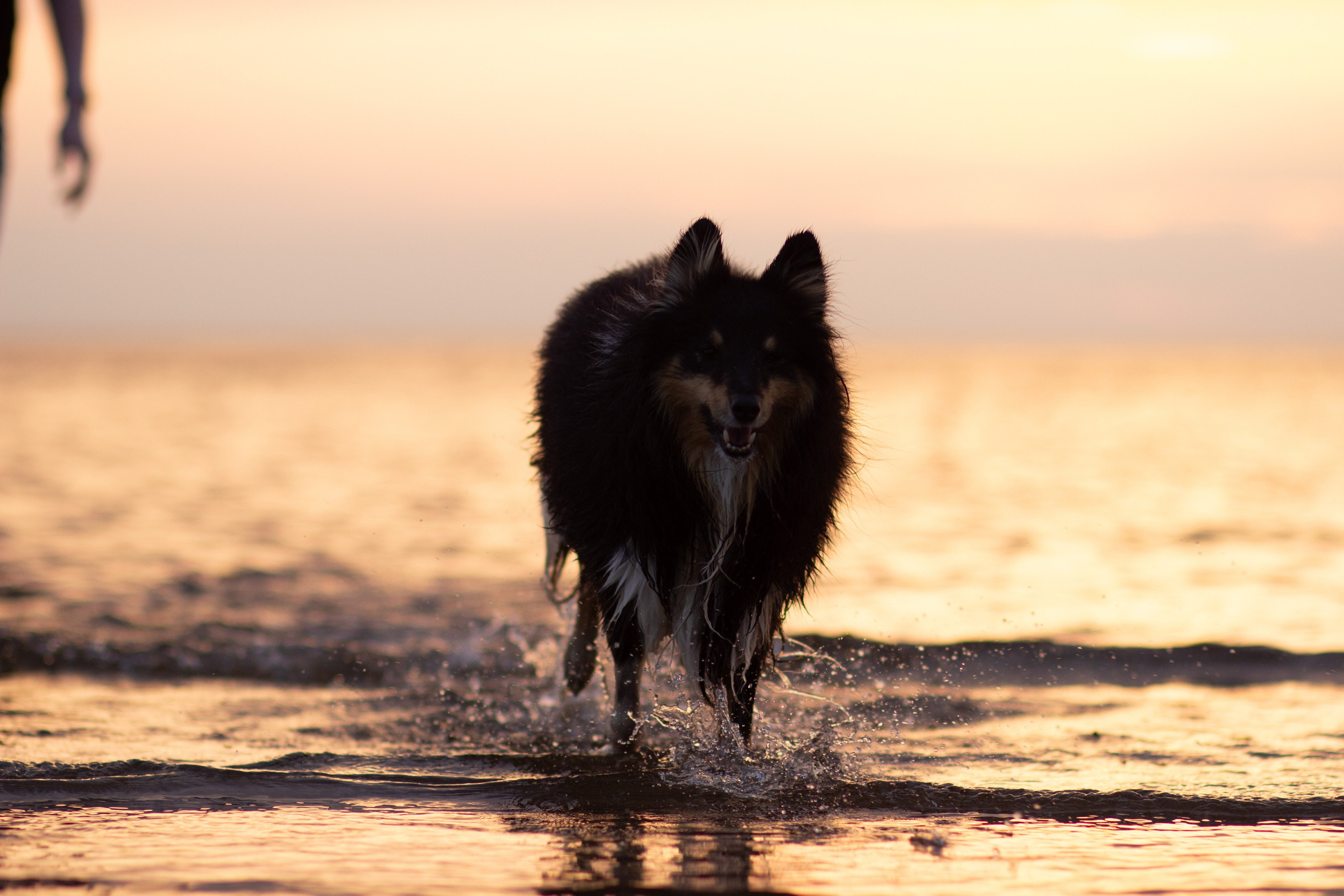 Ваши фотографии. Фотограф анималист Осипчикова Мария