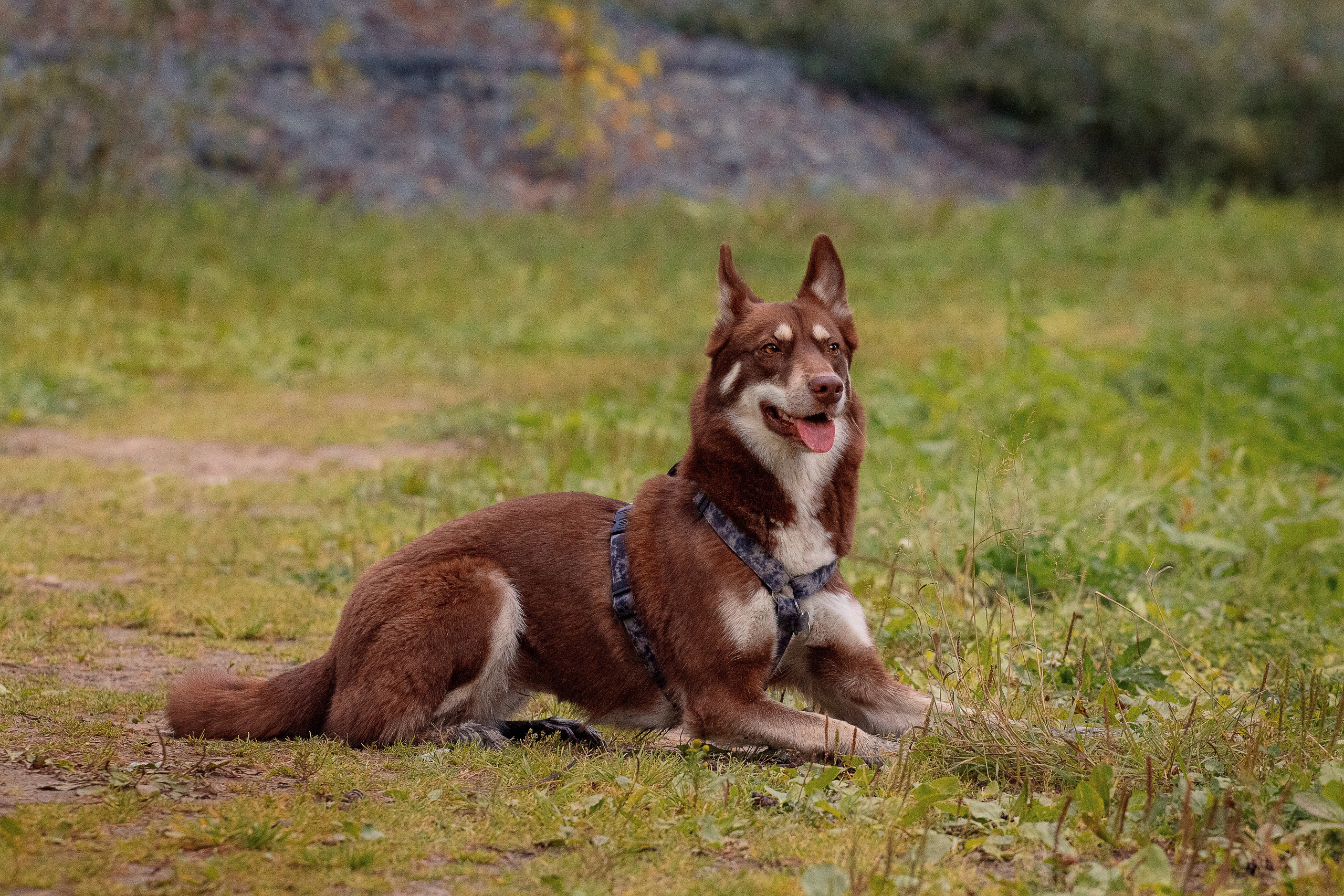 Светлана и Тисэ. YULA KOLESOVA | Фотограф — Анималист | Художник | Тюмень