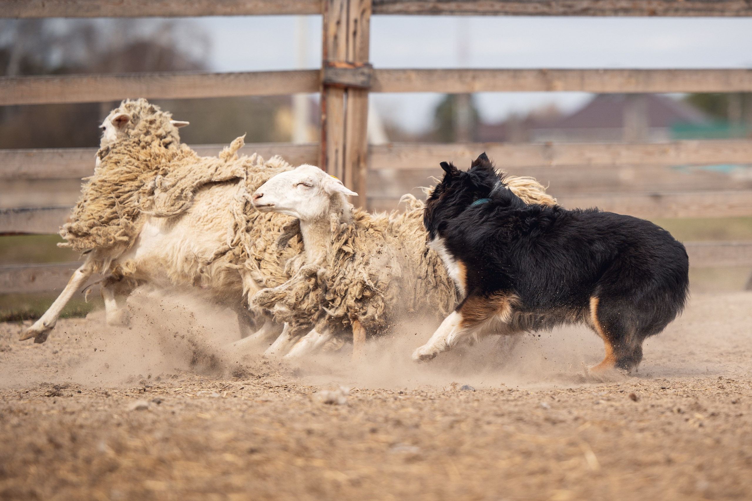 Ночь. YULA KOLESOVA | Фотограф — Анималист | Художник | Тюмень