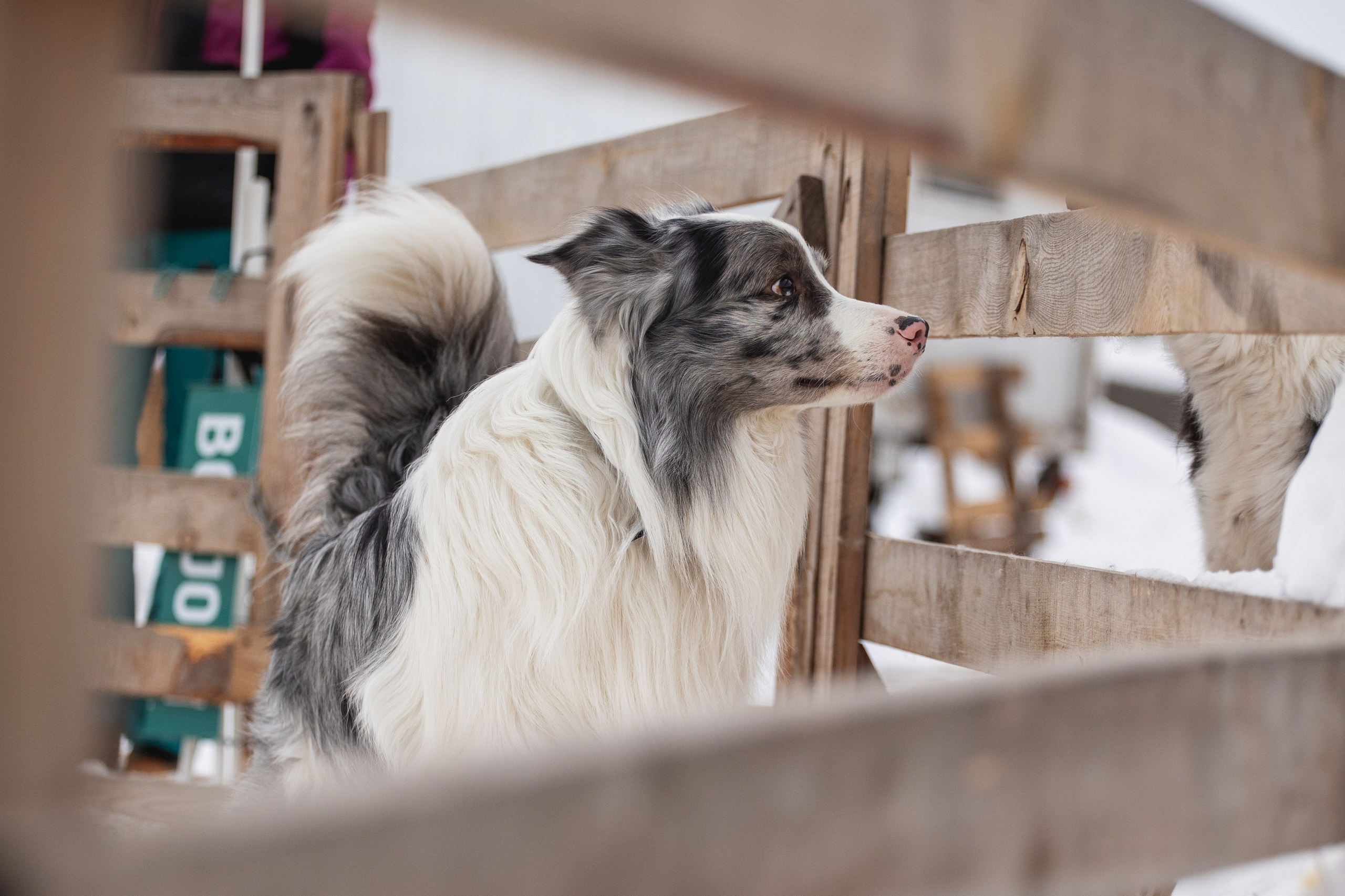 Ольга и Лаки. YULA KOLESOVA | Фотограф — Анималист | Художник | Тюмень