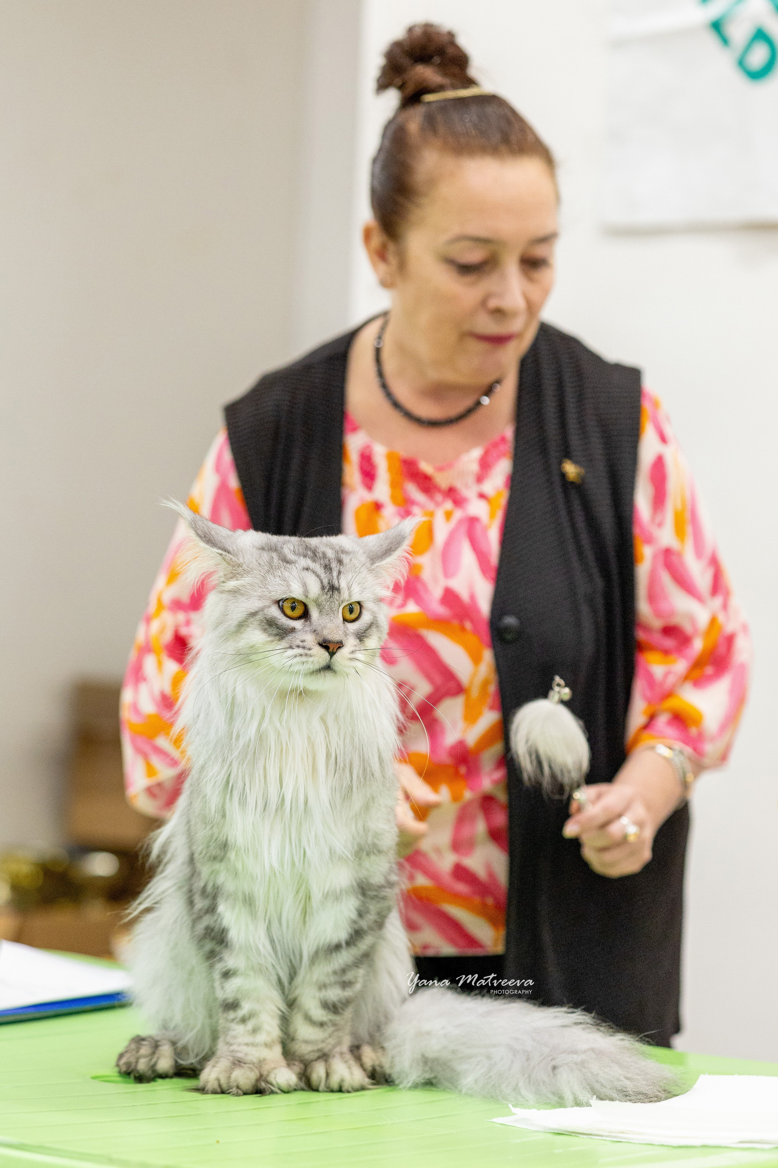 Кошки. Фотограф Яна Матвеева в Ижевске