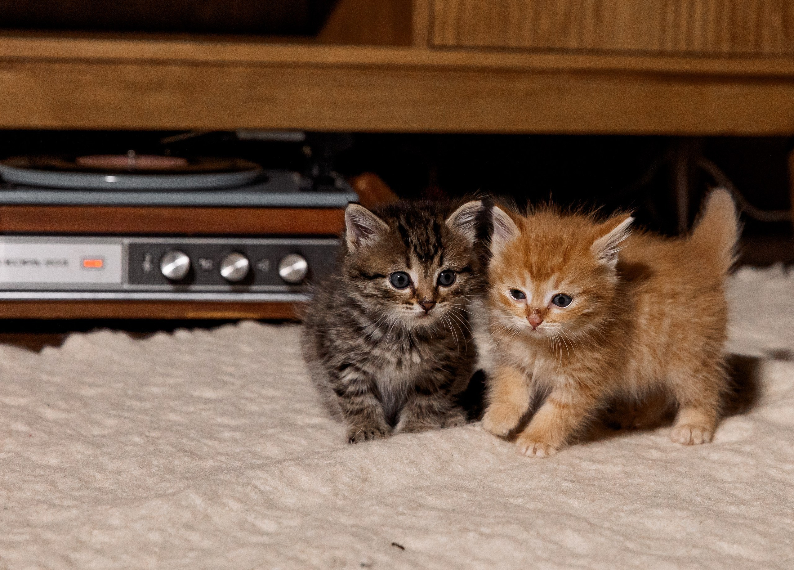 Эдуард и Дарья с сыновьями. Свадебный и семейный фотограф в Челябинске Юлия Ишимова
