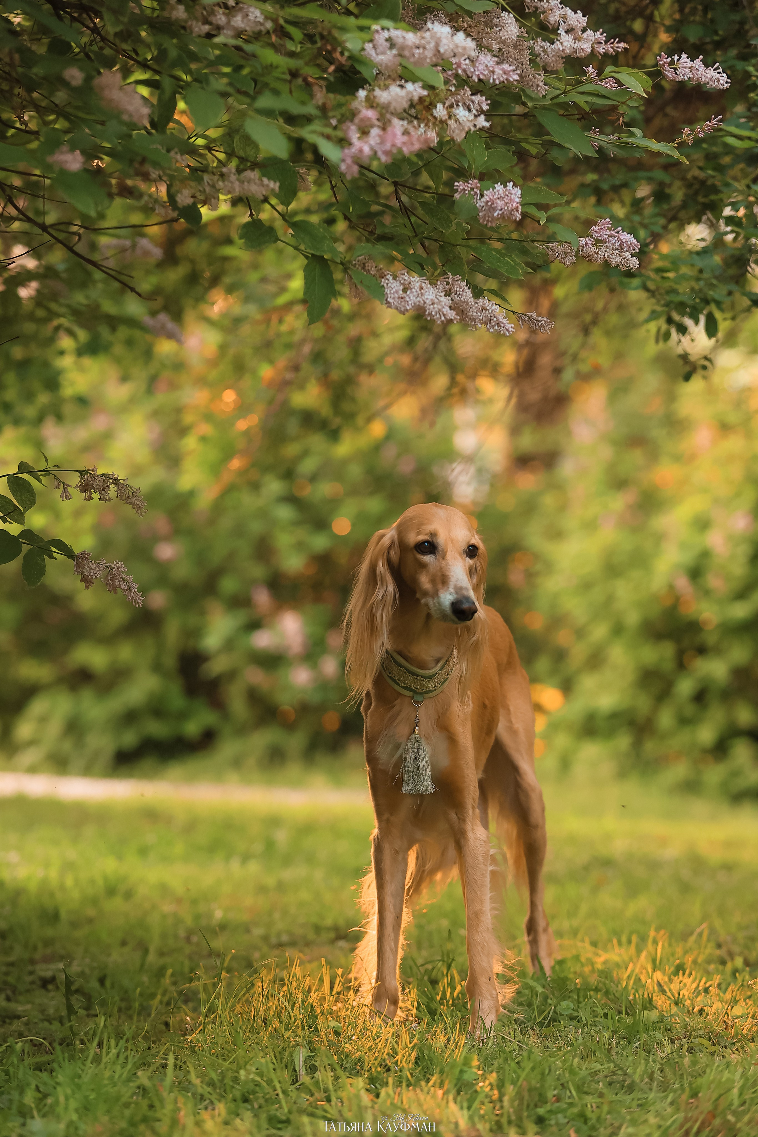 Салюки, фотография салюки, собака в цветах, красивая собака, фотограф анималист, фотокурс Анималистика, научиться фотографировать собак
