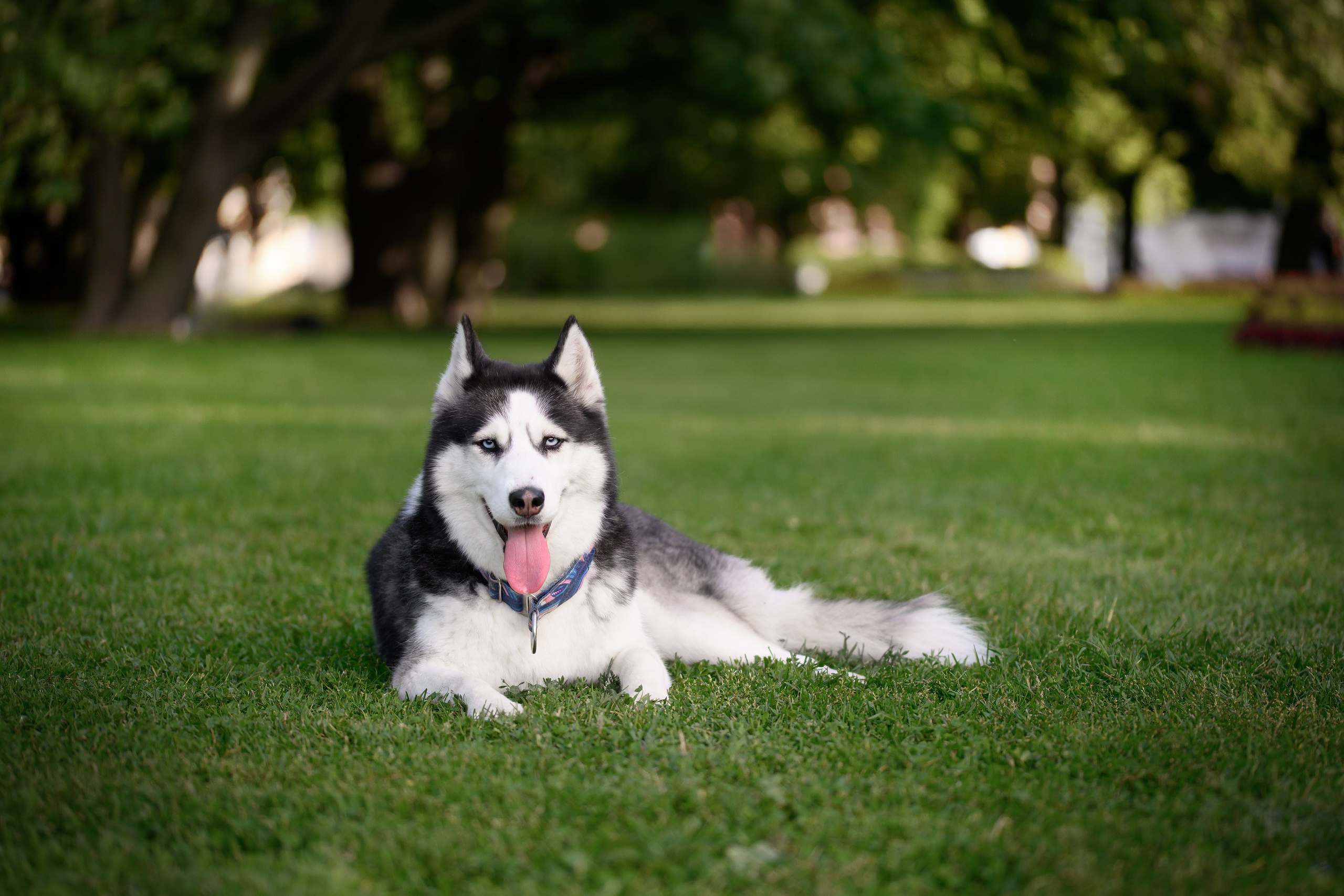 Собаки. FASHION ФОТОГРАФ КАЗАНЬ