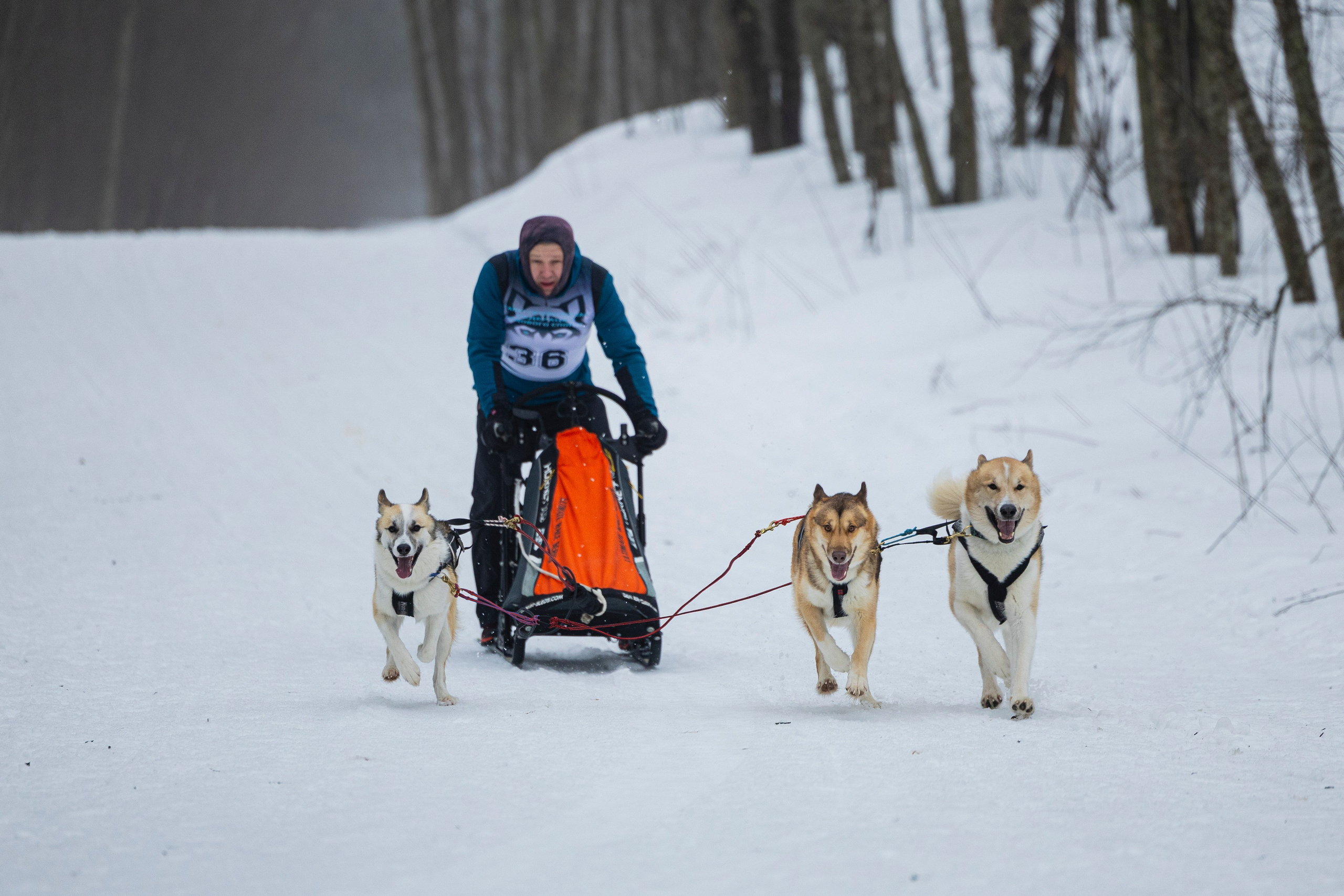 Зимний Чемпионат Санкт-Петербурга по ездовому спорту. Фотограф-анималист Анна Маринич