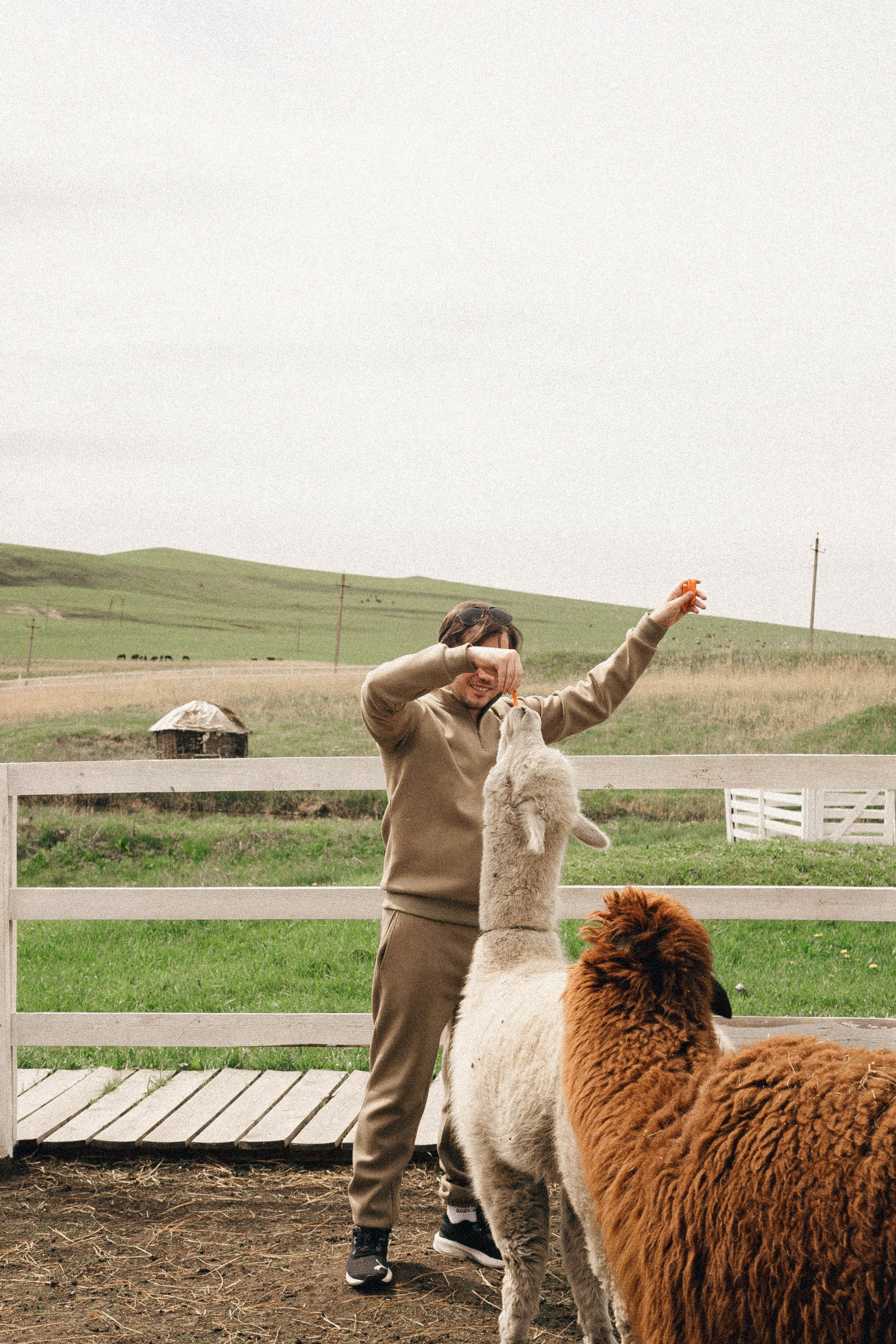 Ферма Альпак. Профессиональный фотограф, Санкт-Петербург — Виктория Богомолова