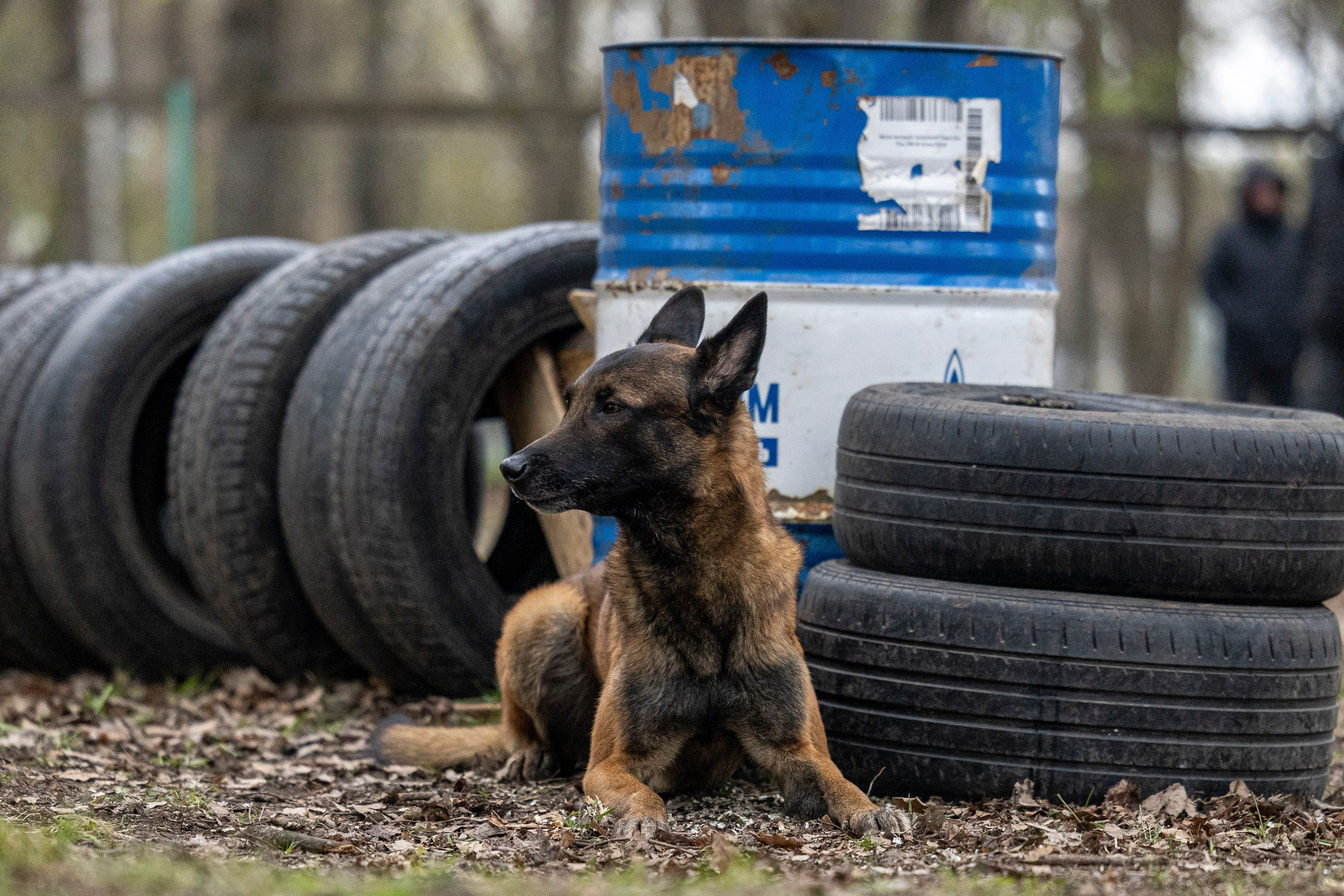 Квалификационные состязания по мондьорингу г. Вологда 11.05.24. Фотограф-анималист Анна Маринич