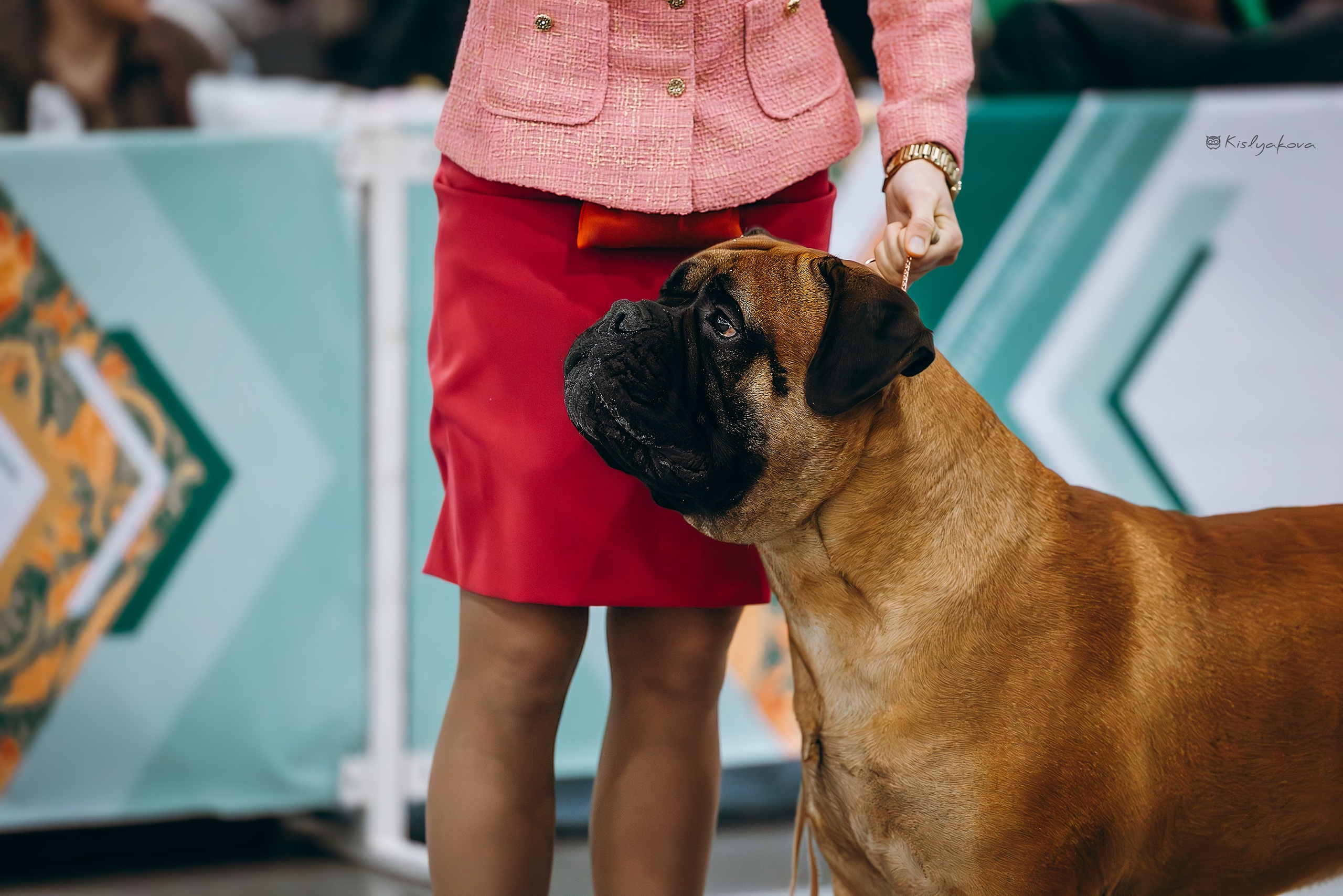 Выставочный репортаж. Фотограф. Фотограф-анималист. Москва