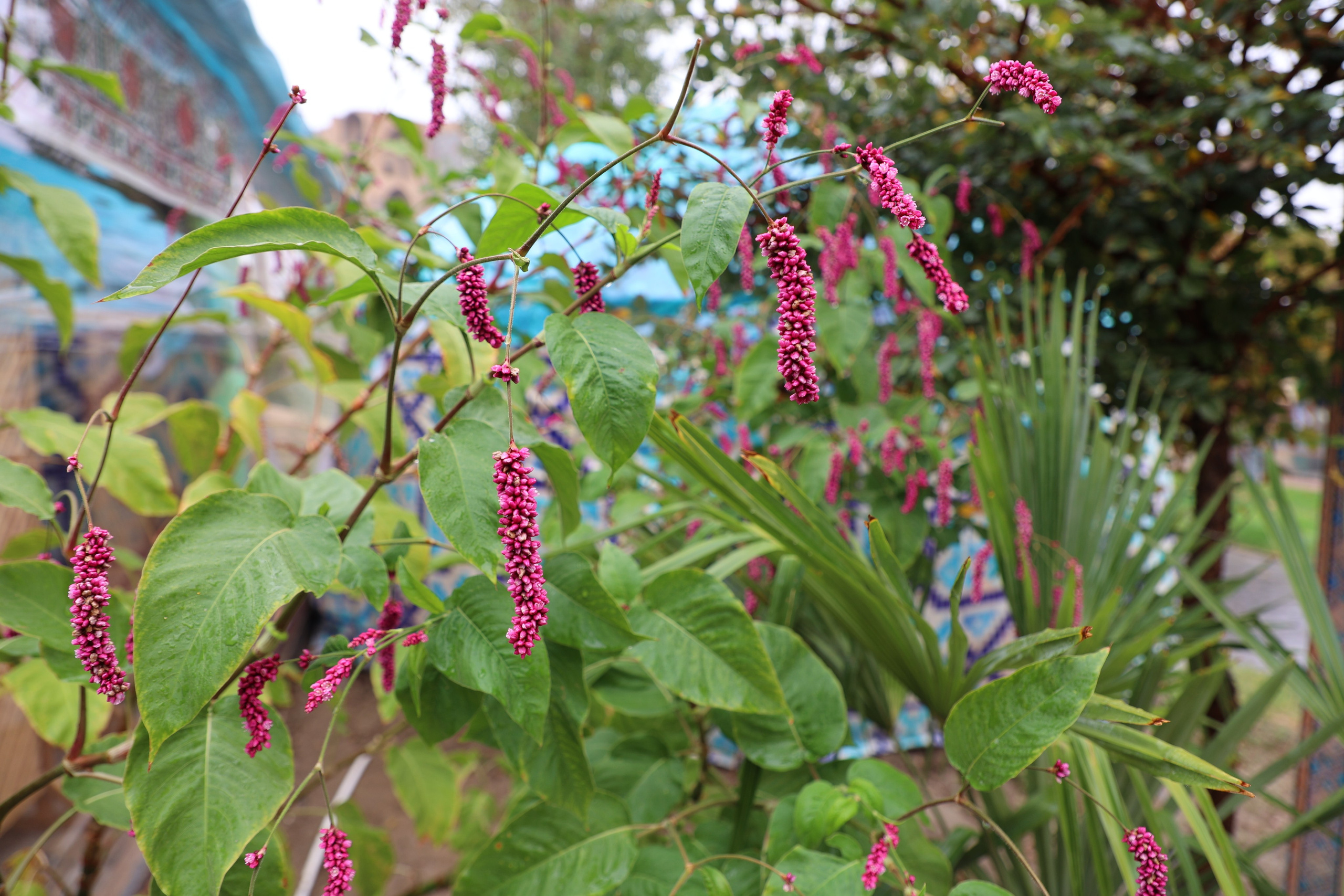 Samarkand, Uzbekistan. Andrey Filippov Photographer