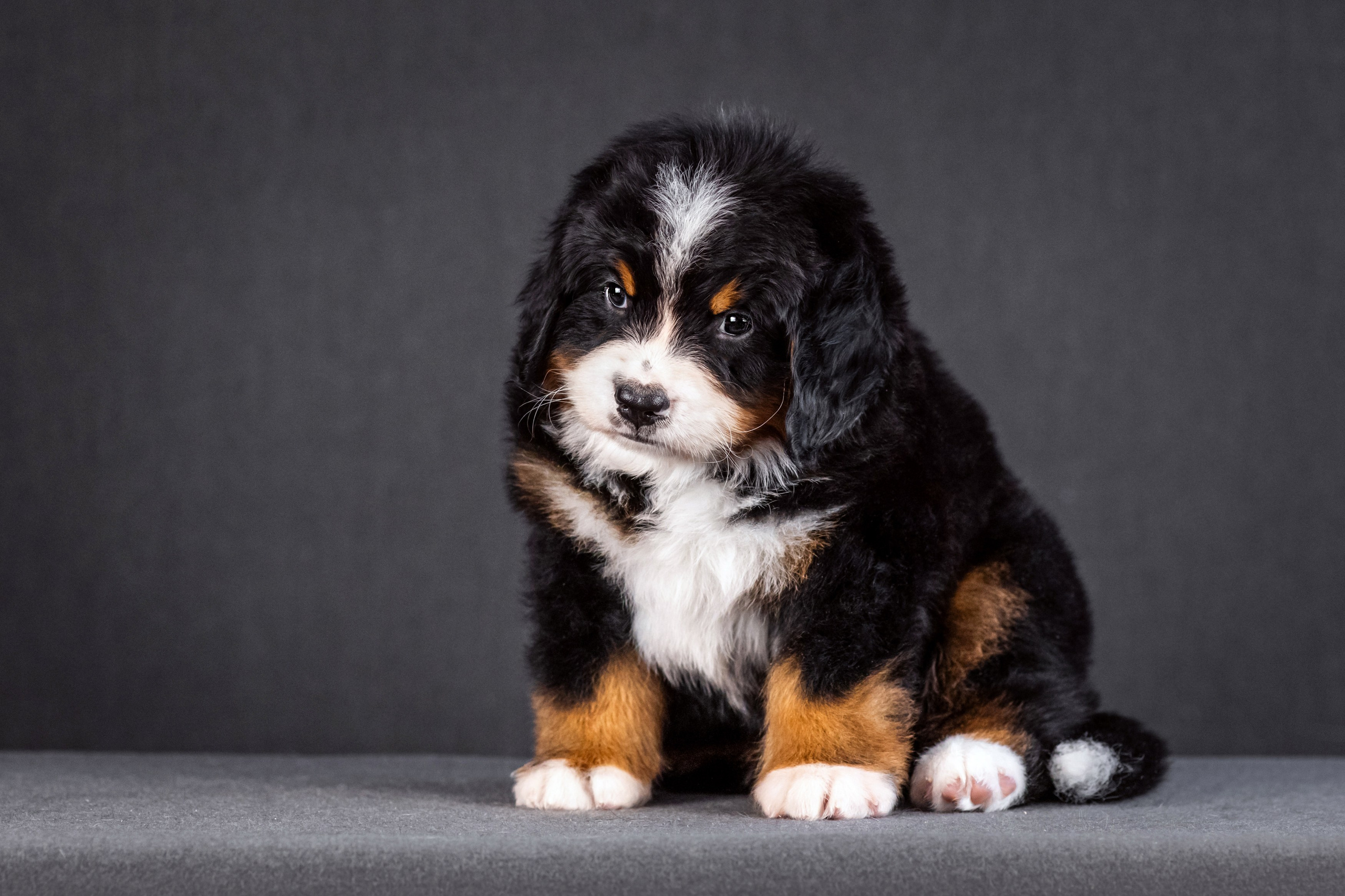 Берны. Фотограф анималист Аня Ливанова | Рыбинск