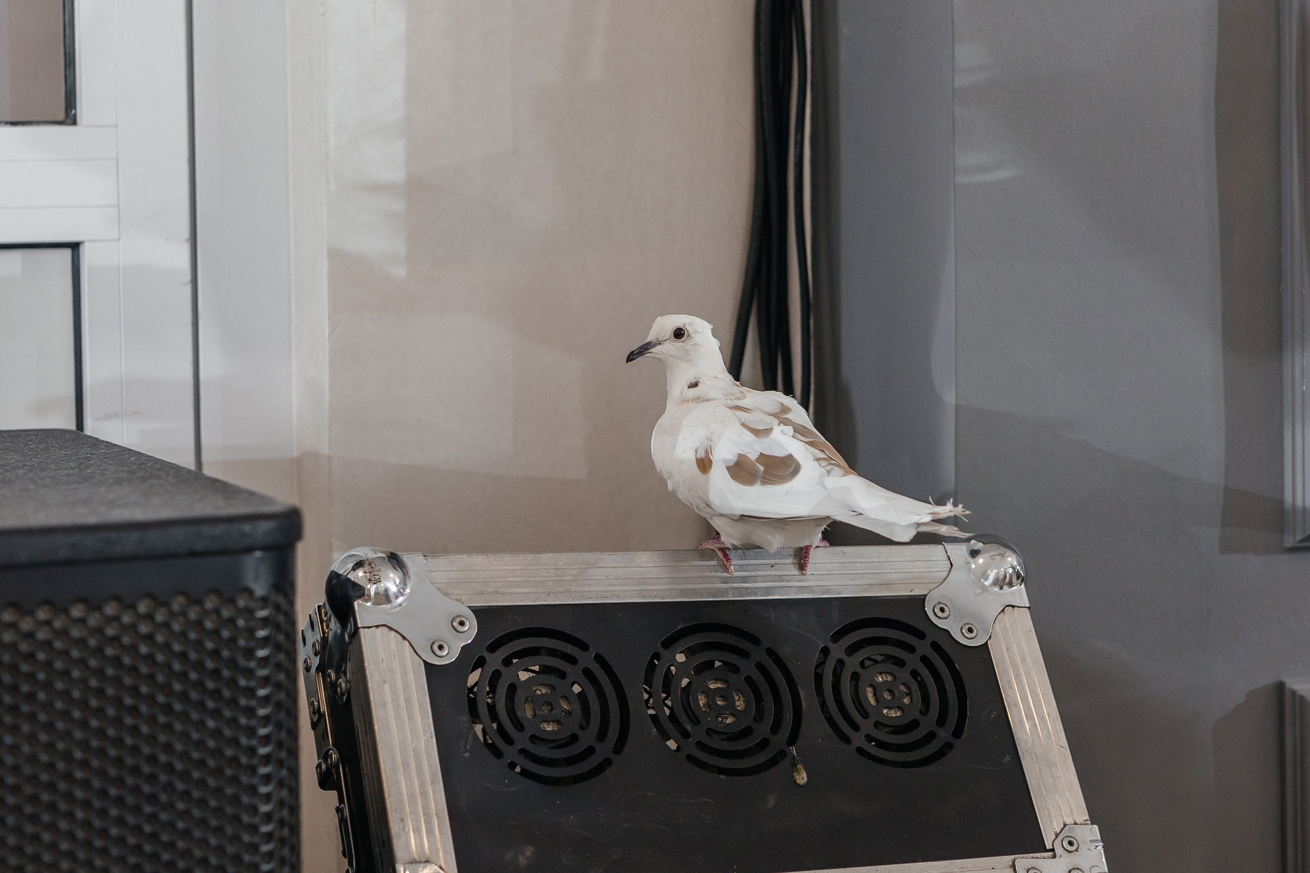 Мария+Степан. Свадебный и портретный фотограф в Екатеринбурге Виолетта Куприкова