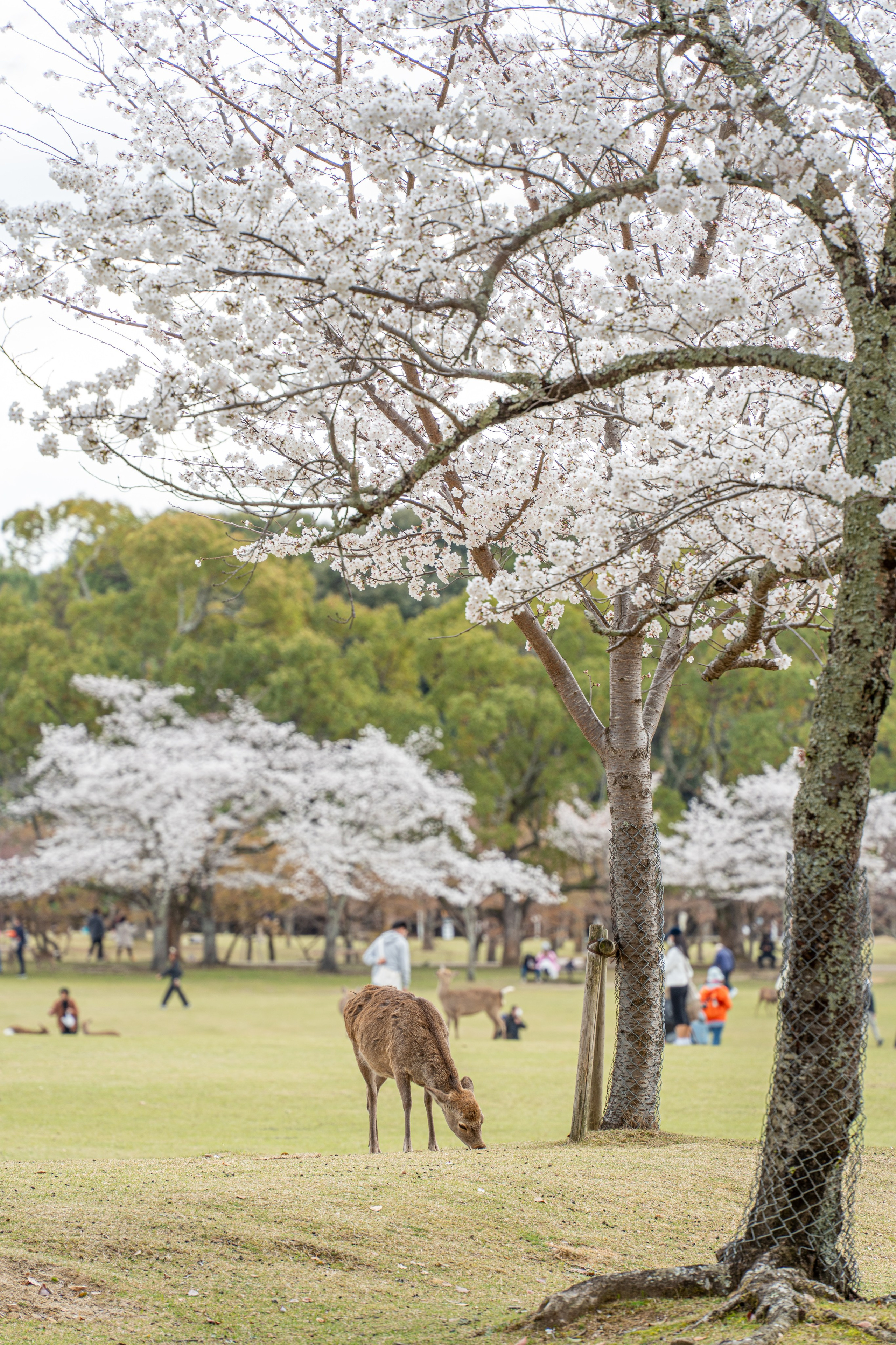 Япония, сакура. Творческие сьемки