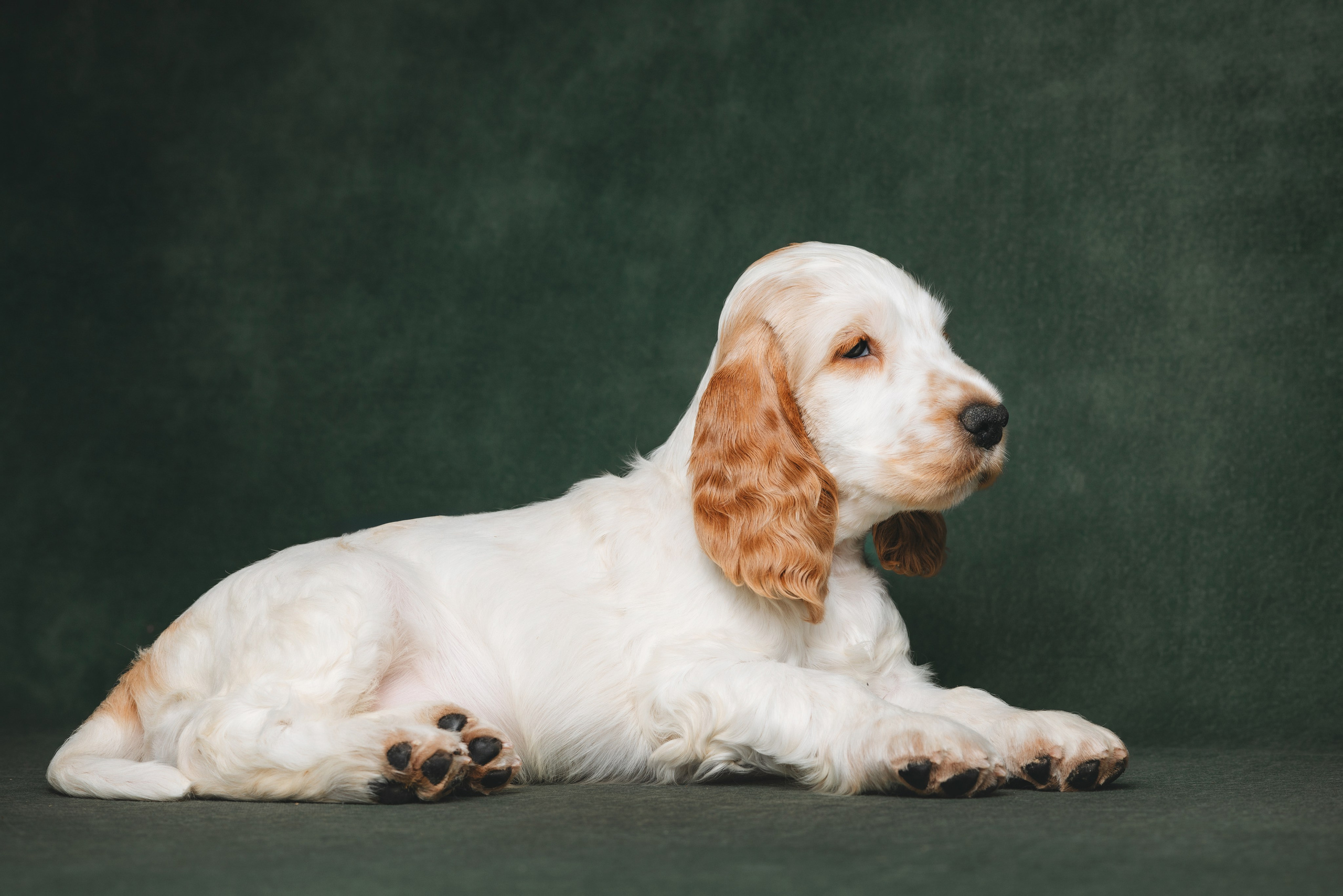 Английские коккер-спаниели. Фотограф анималист Осипчикова Мария