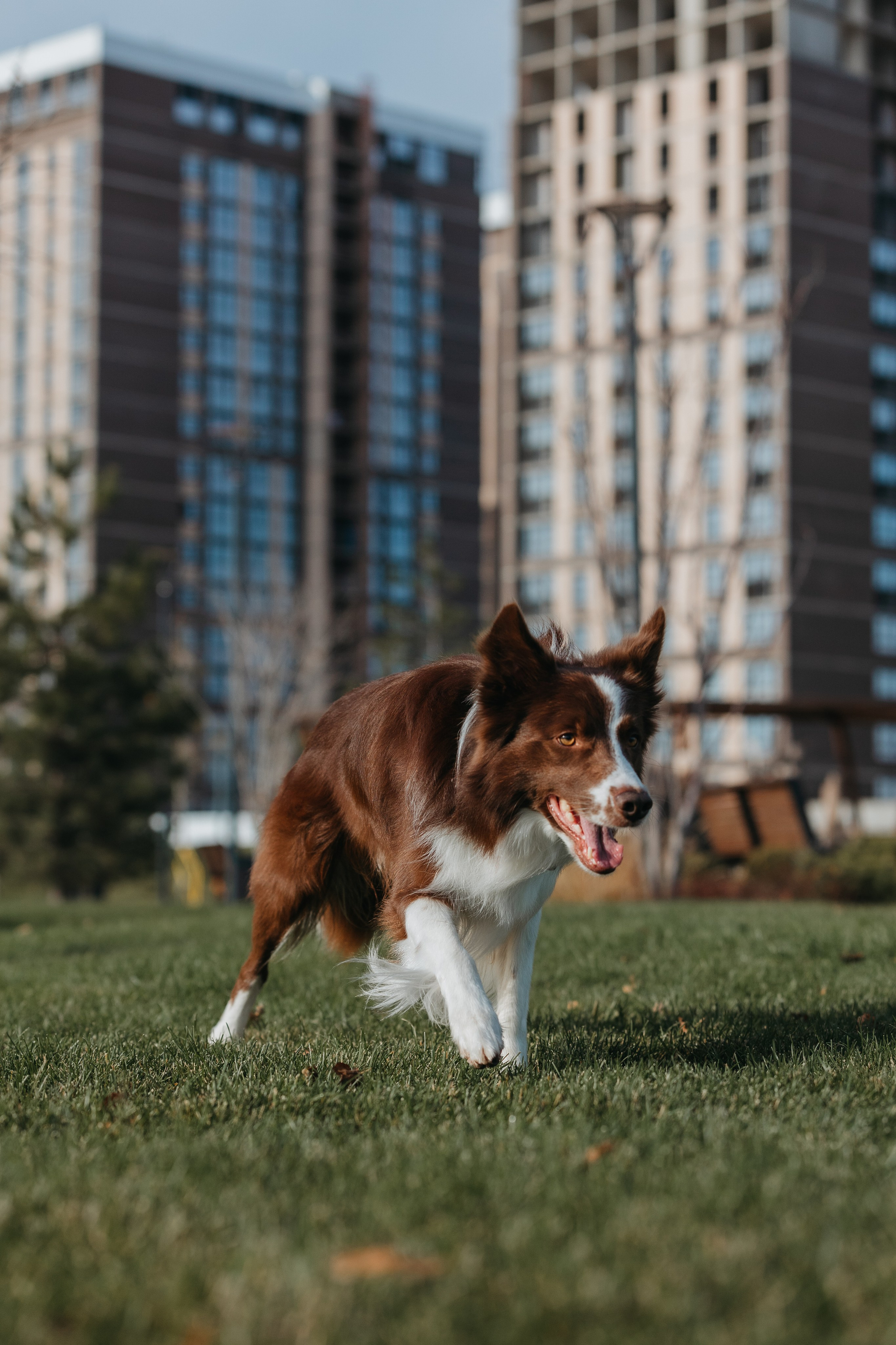 Маша и Тори. Фотограф — анималист Светлана Кысса|фотограф собак в Краснодаре и Нижнем Новгороде