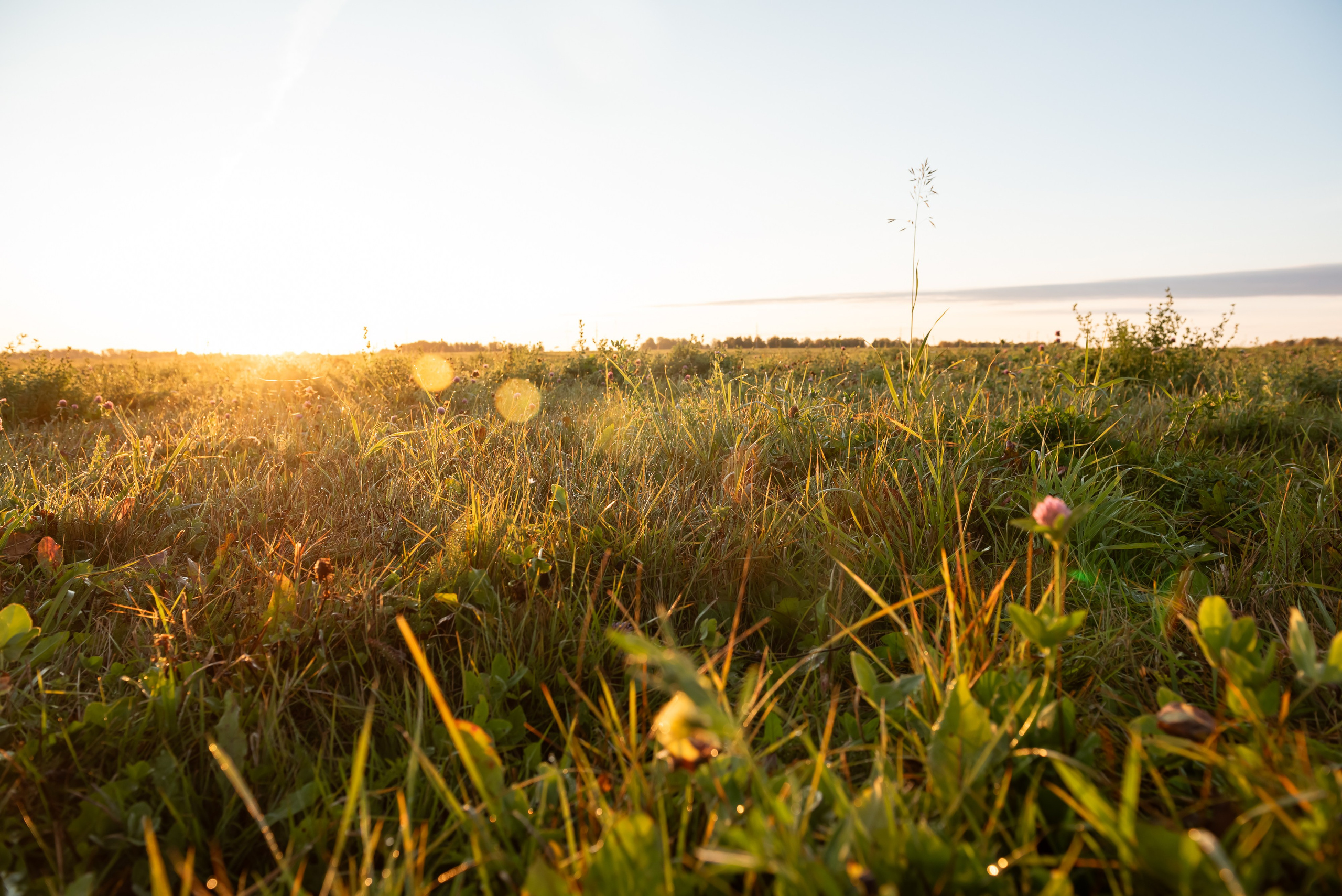 Фотосессия в поле на рассвете. Фотограф в Новосибирске Юлия Туманова