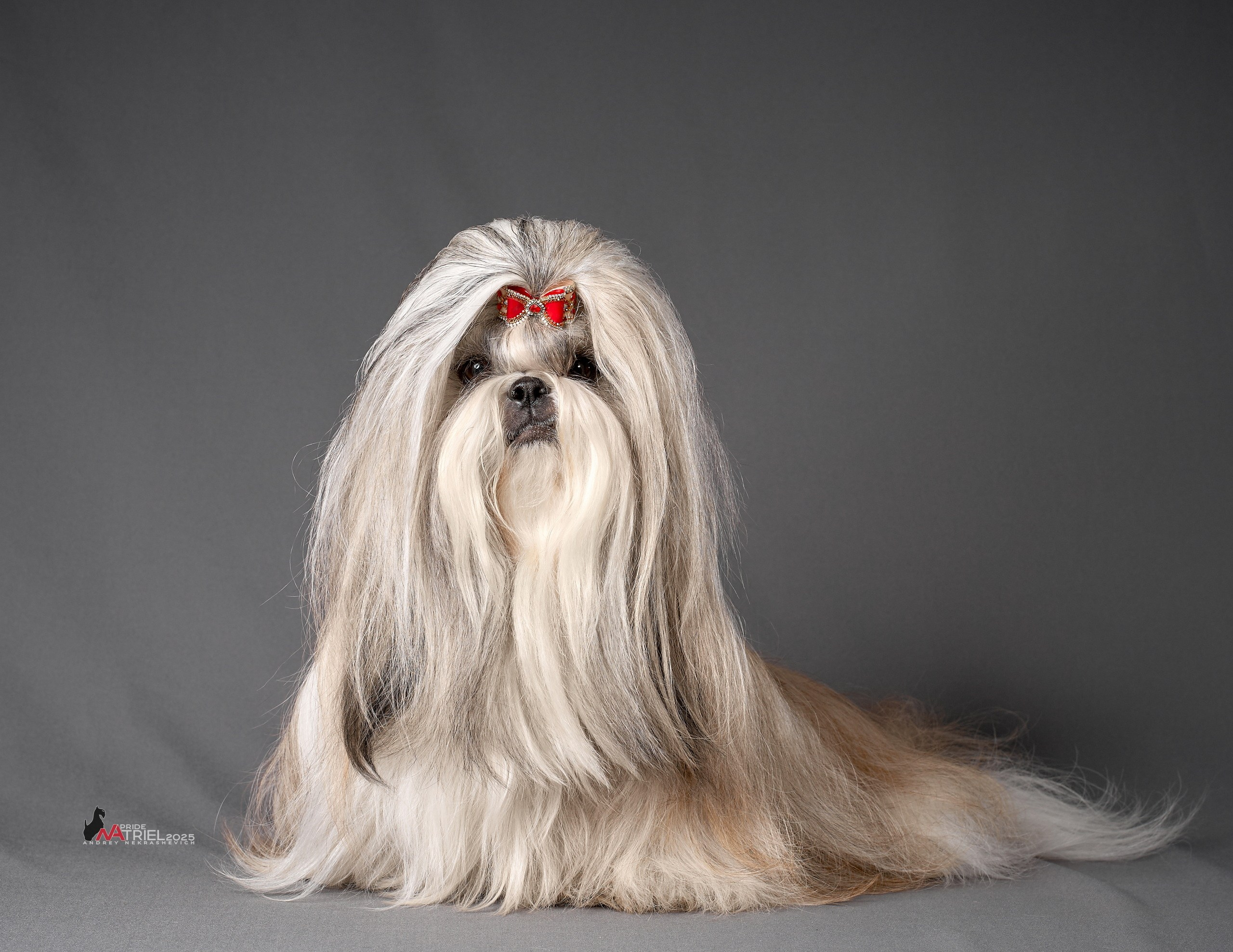 Съемка ши-тсу с мобильным светом