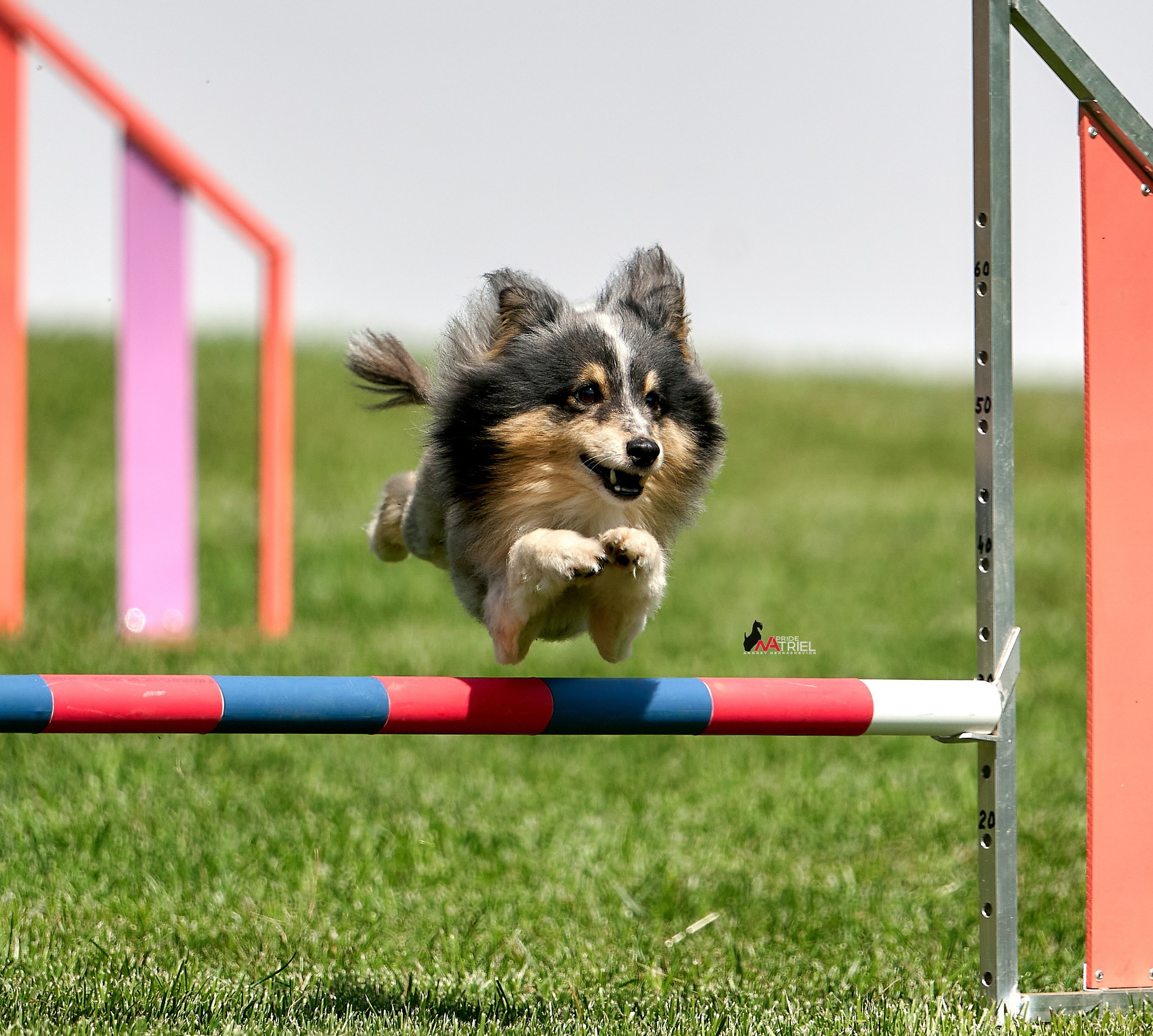 Аджилити — галерея NATRIEL