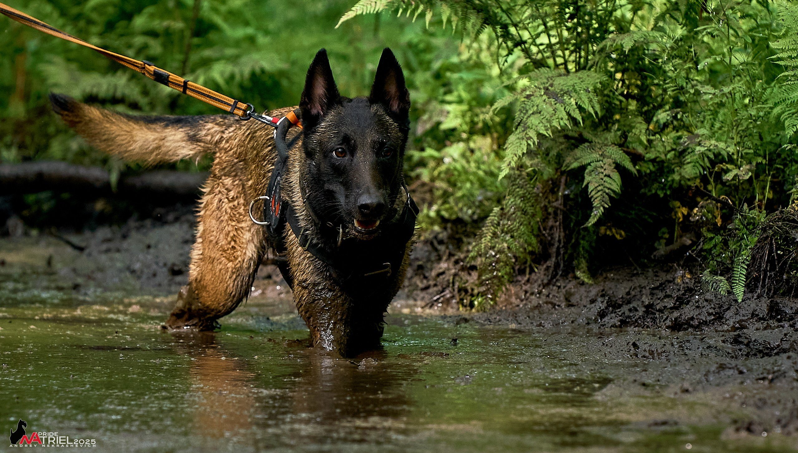 Russian Extreme Dog Trail — 2025