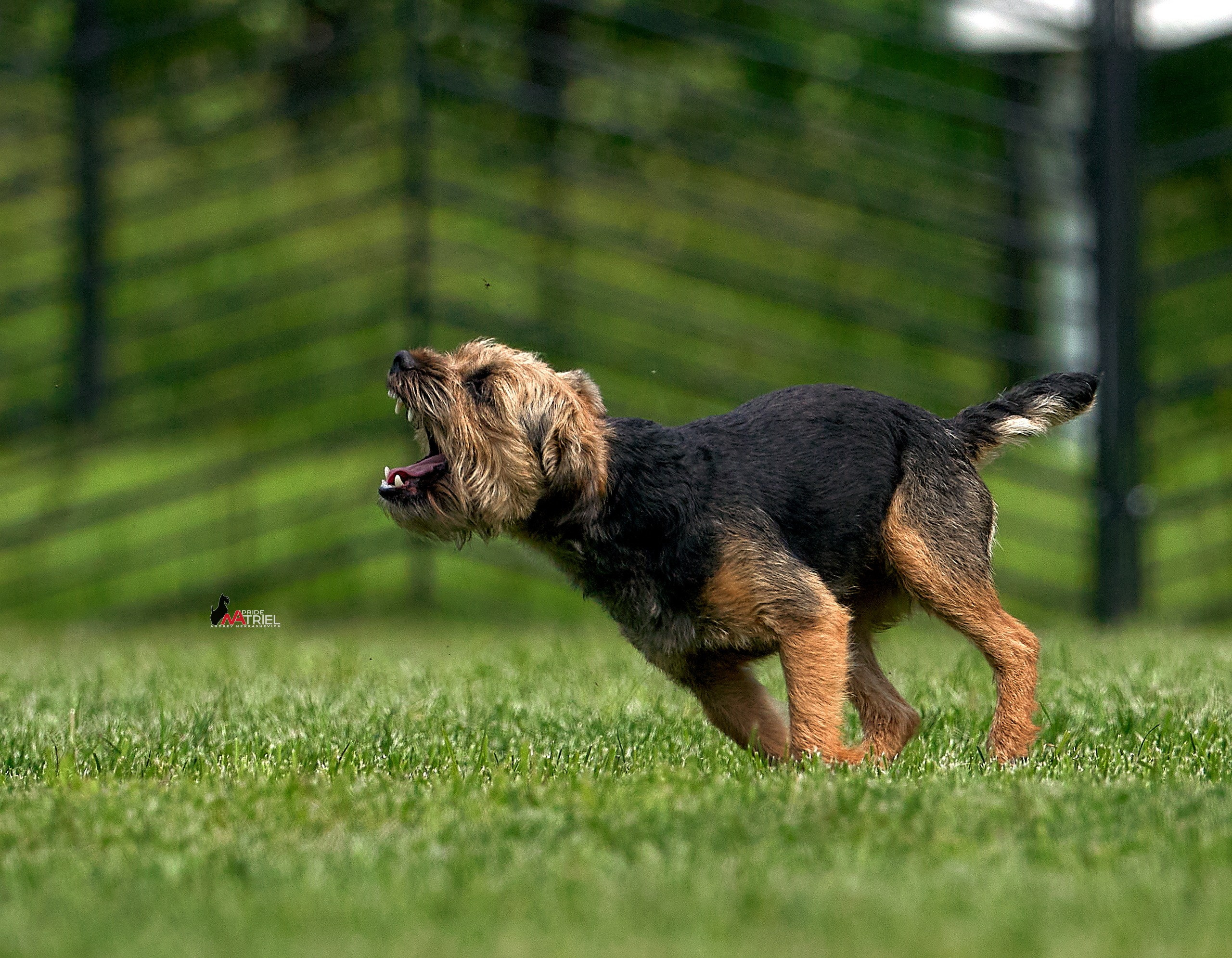 Аджилити — галерея NATRIEL