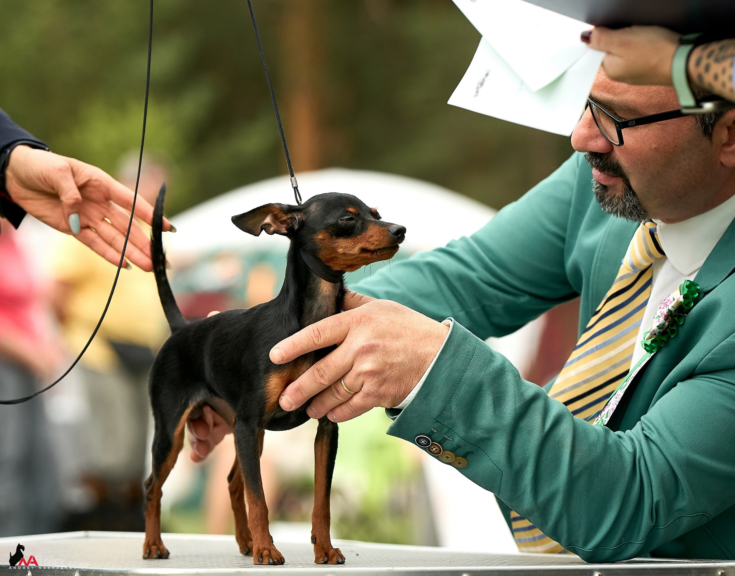 Выставка собак Суздаль-Владимир