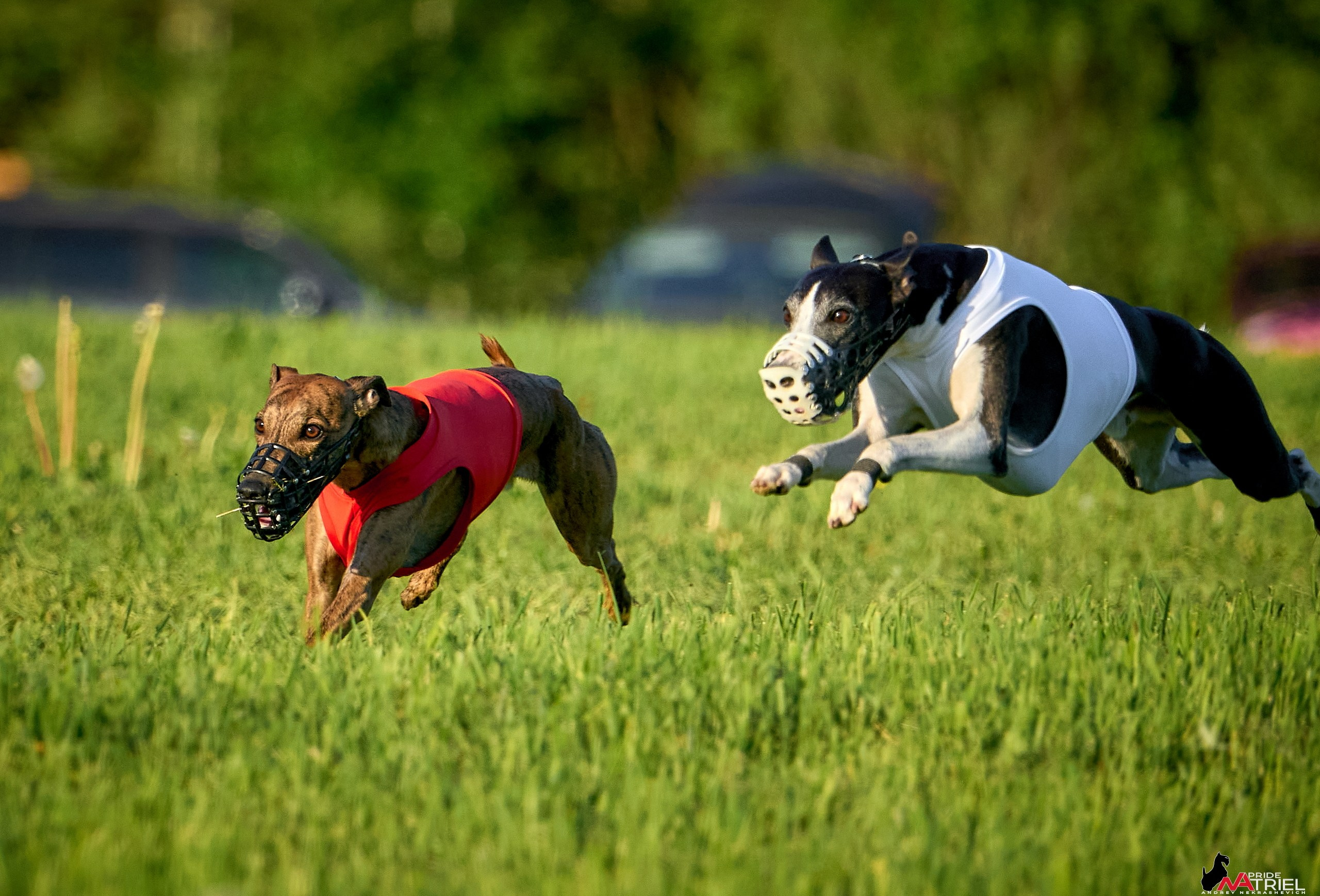 Съемка курсинг — галерея NATRIEL