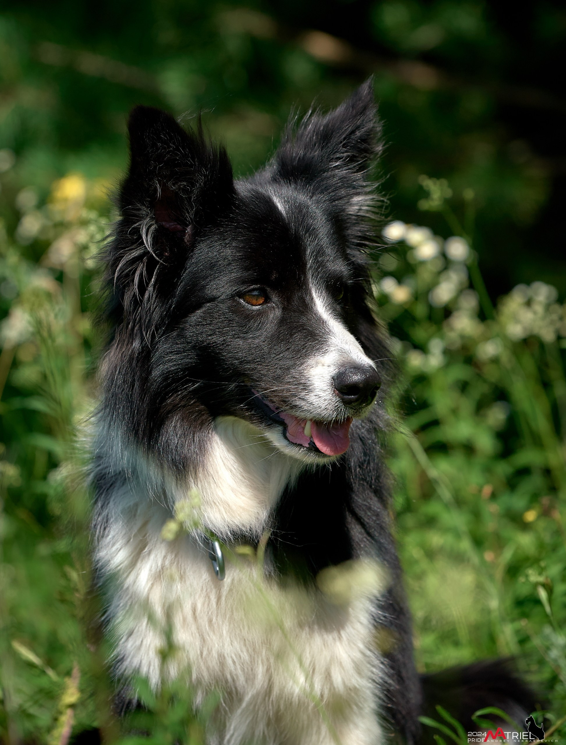 Репортаж из кинологического лагеря