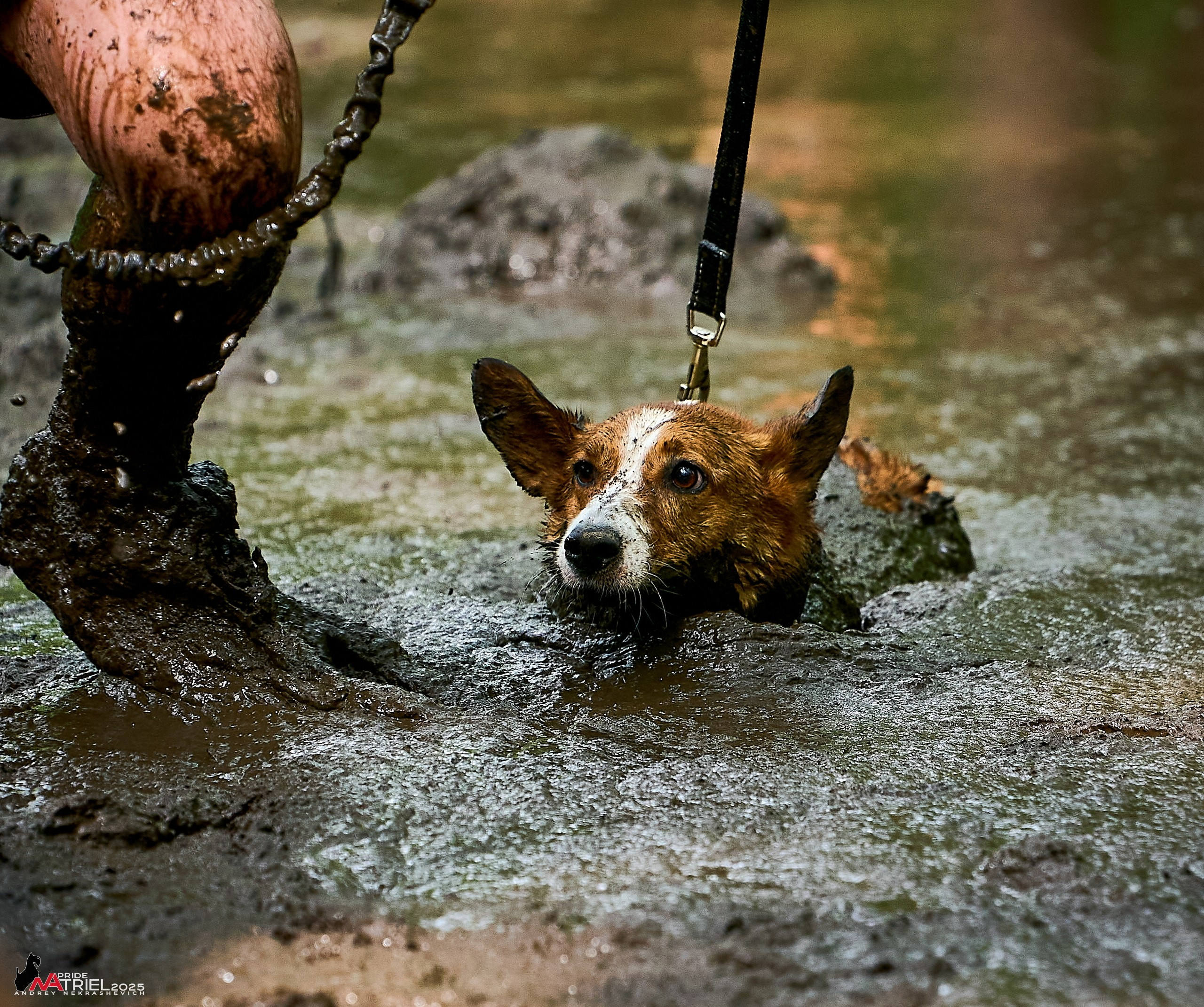 Russian Extreme Dog Trail — 2025