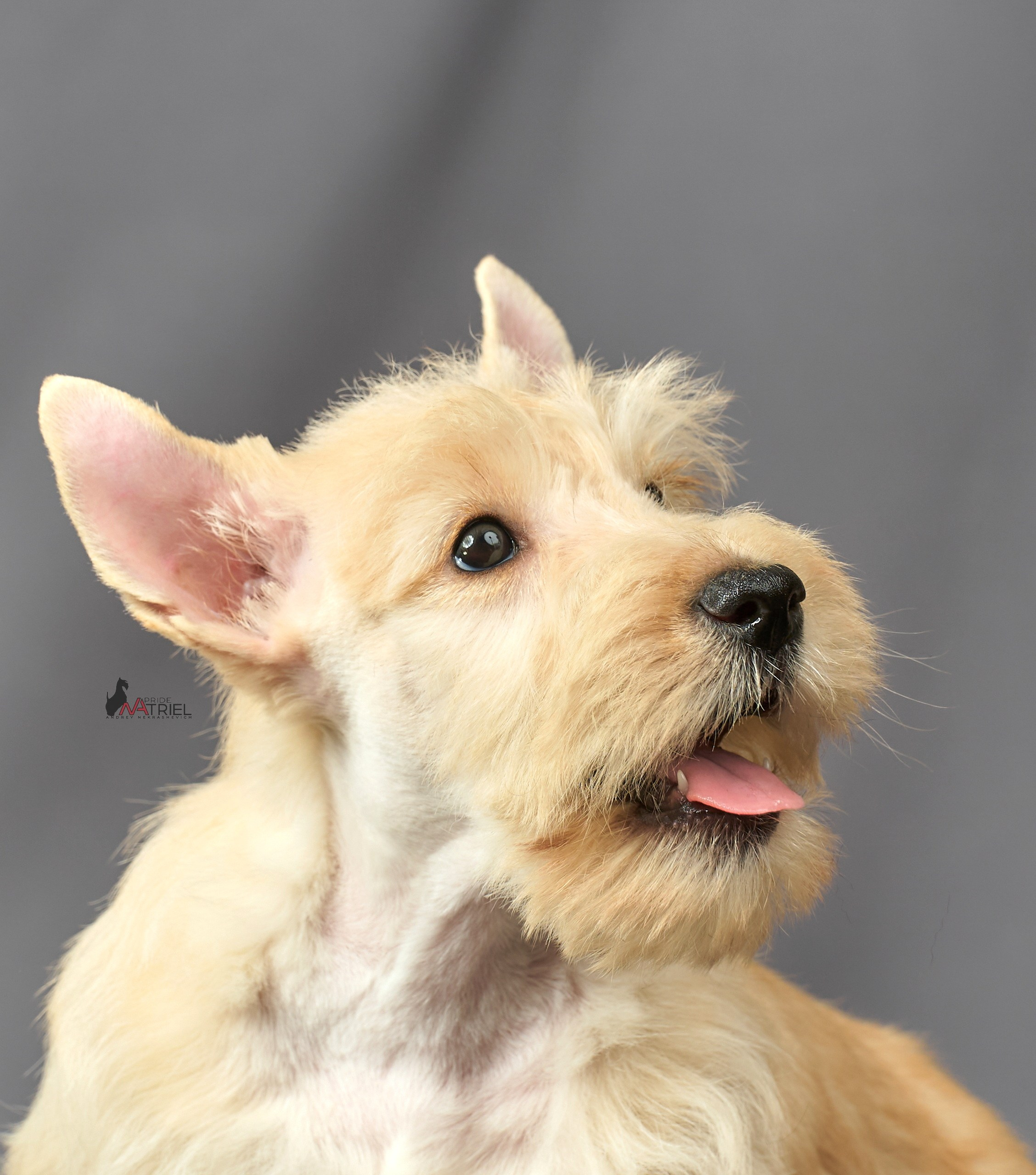 Съемка щенков скотч-терьеров