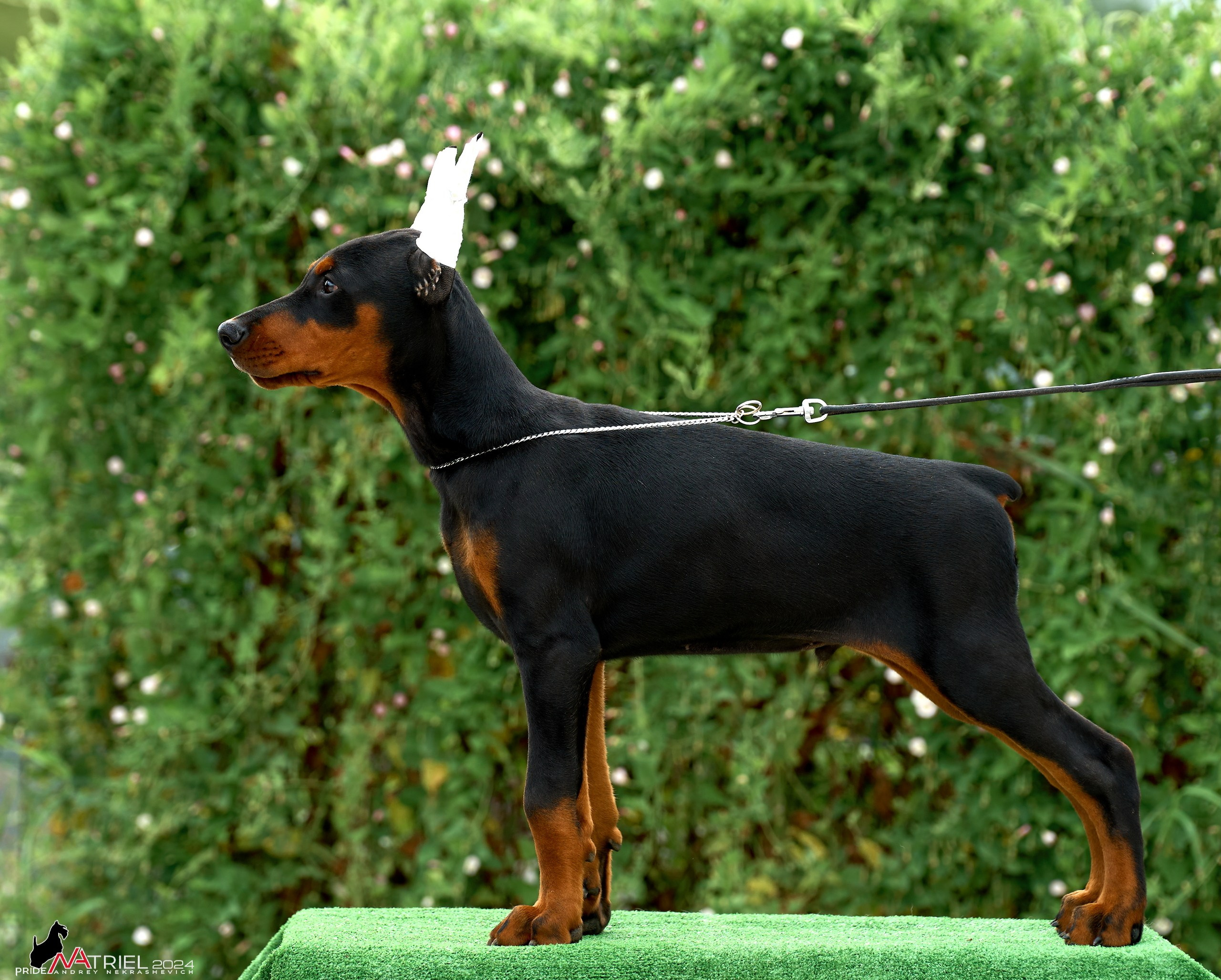 Съемка щенков доберманы