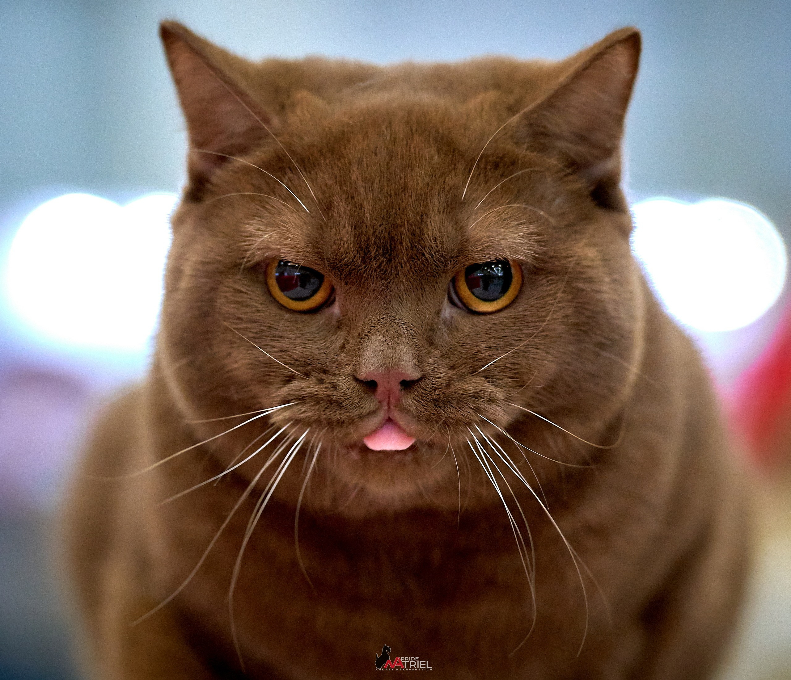 Кошки на выставках — галерея NATRIEL