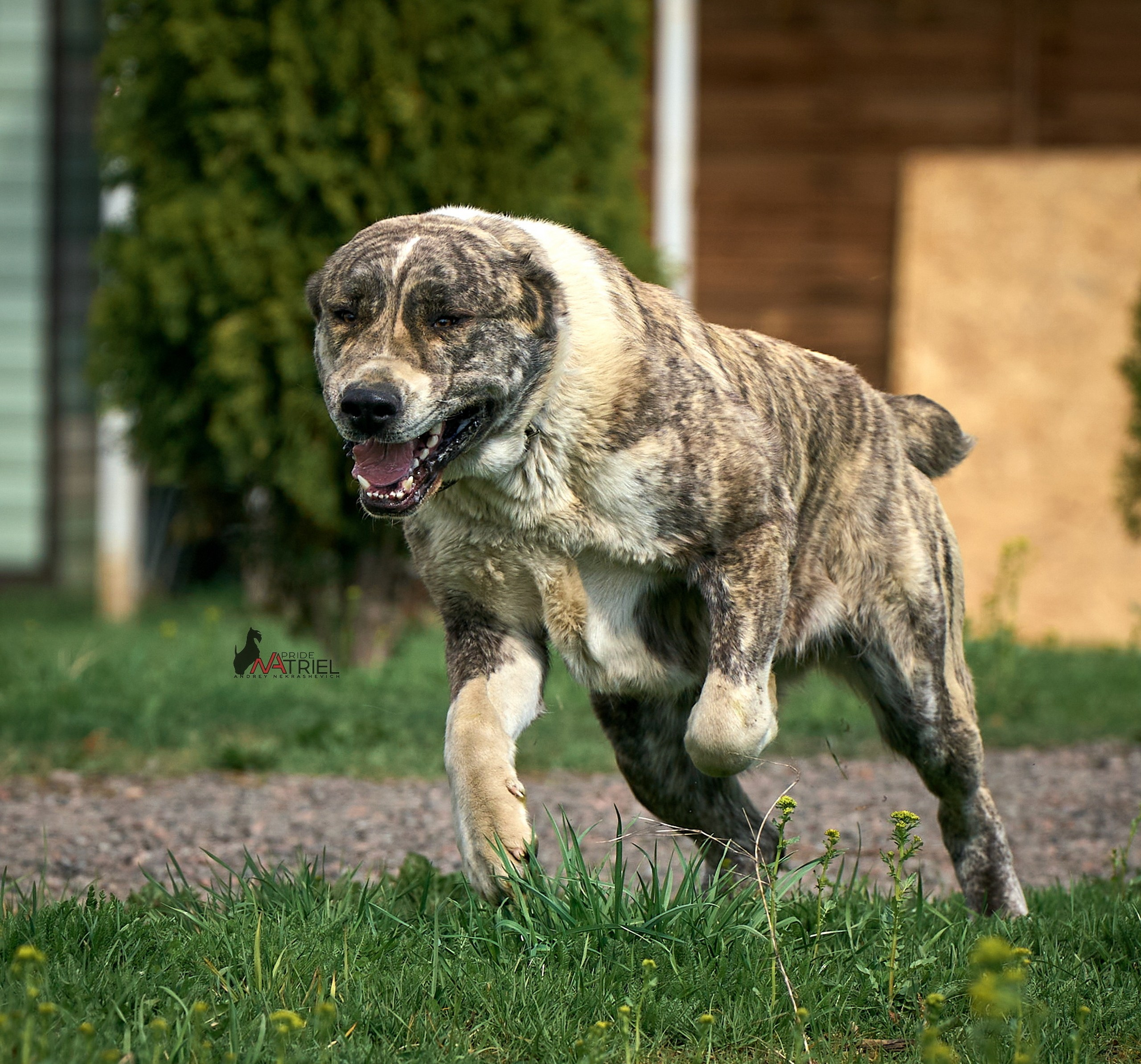 Среднеазиаты — щенки и взрослые