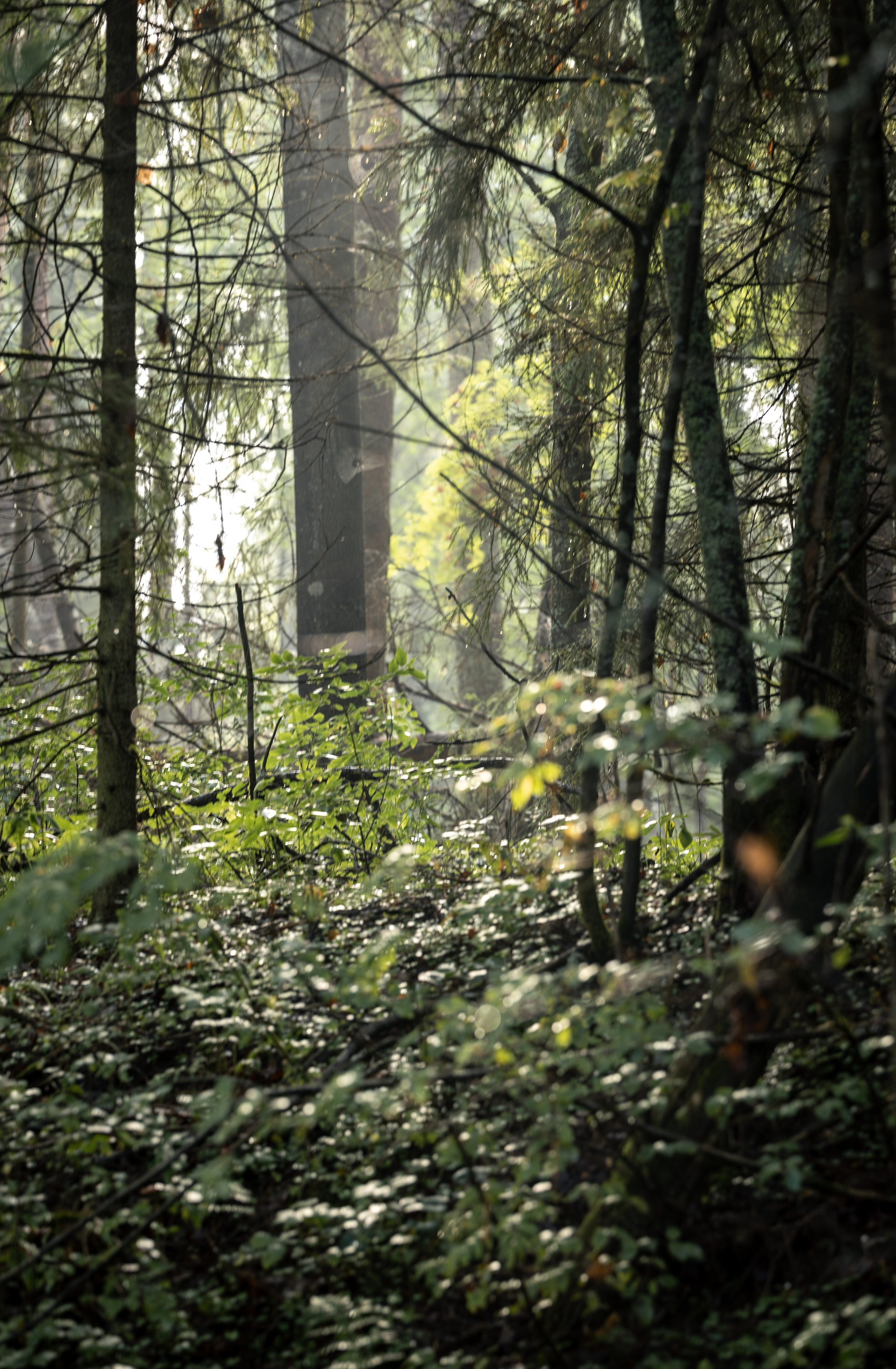 Природные пейзажи. Наталия Клевинскас портретный фотограф в Костроме