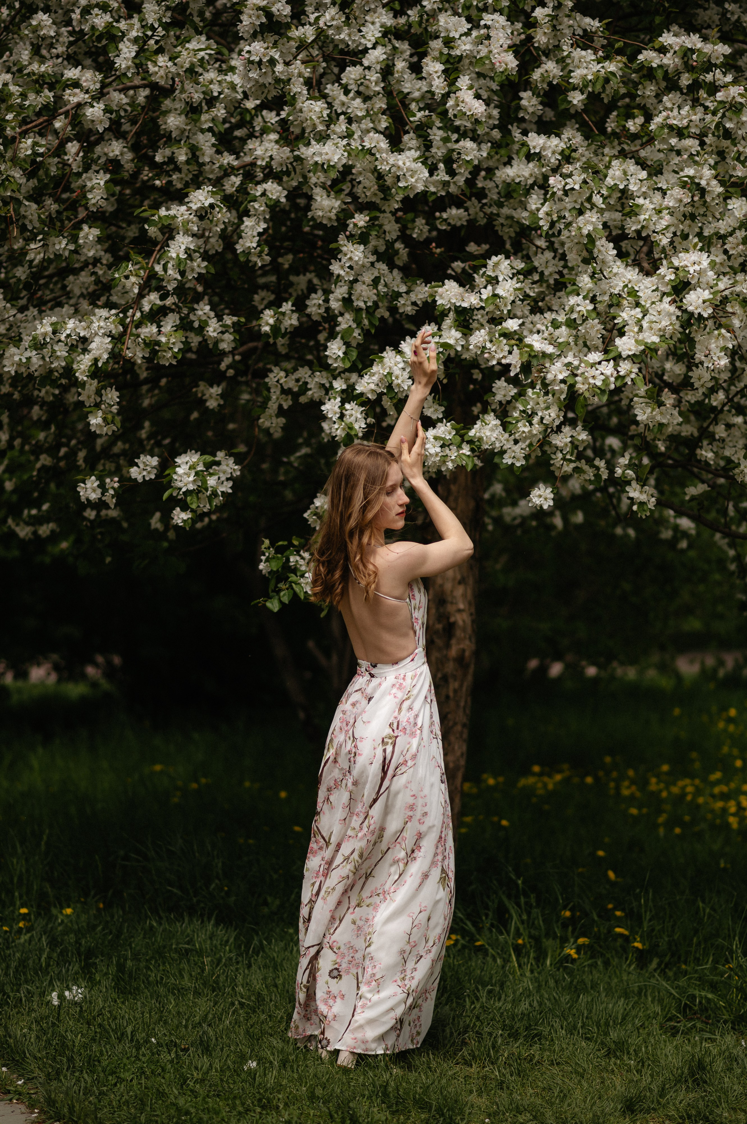 Ксюша, цветение. Главная