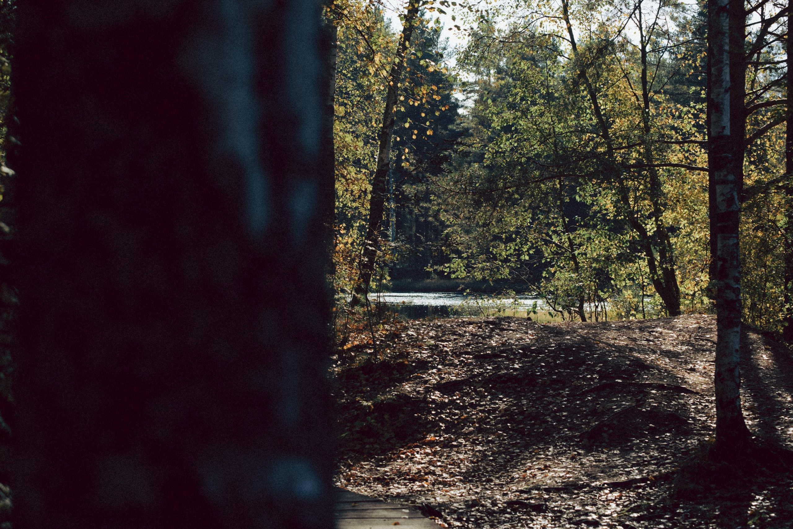 Осеняя прогулка. Профессиональный фотограф, Санкт-Петербург — Виктория Богомолова
