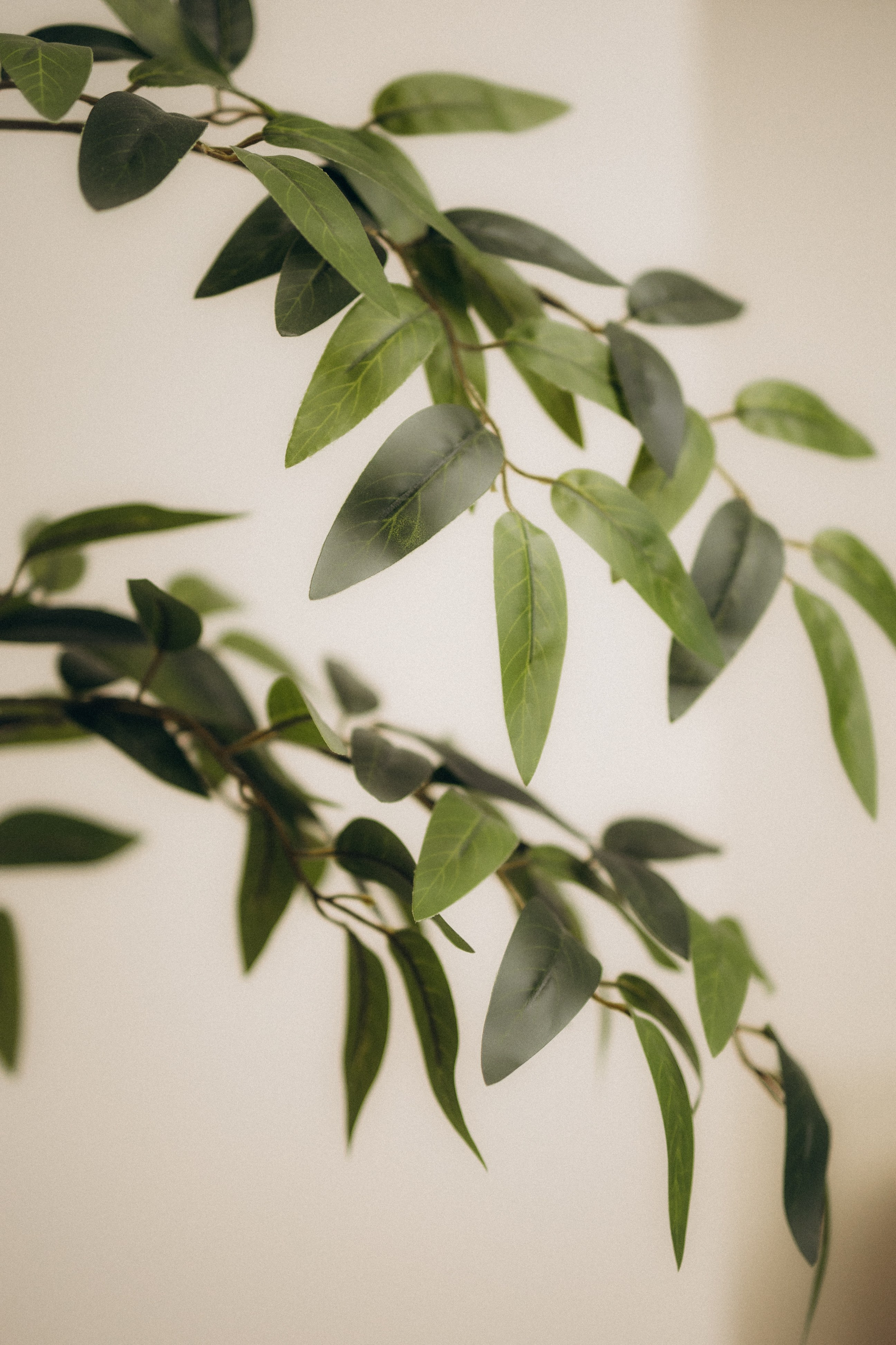 Тюльпаны. Главная