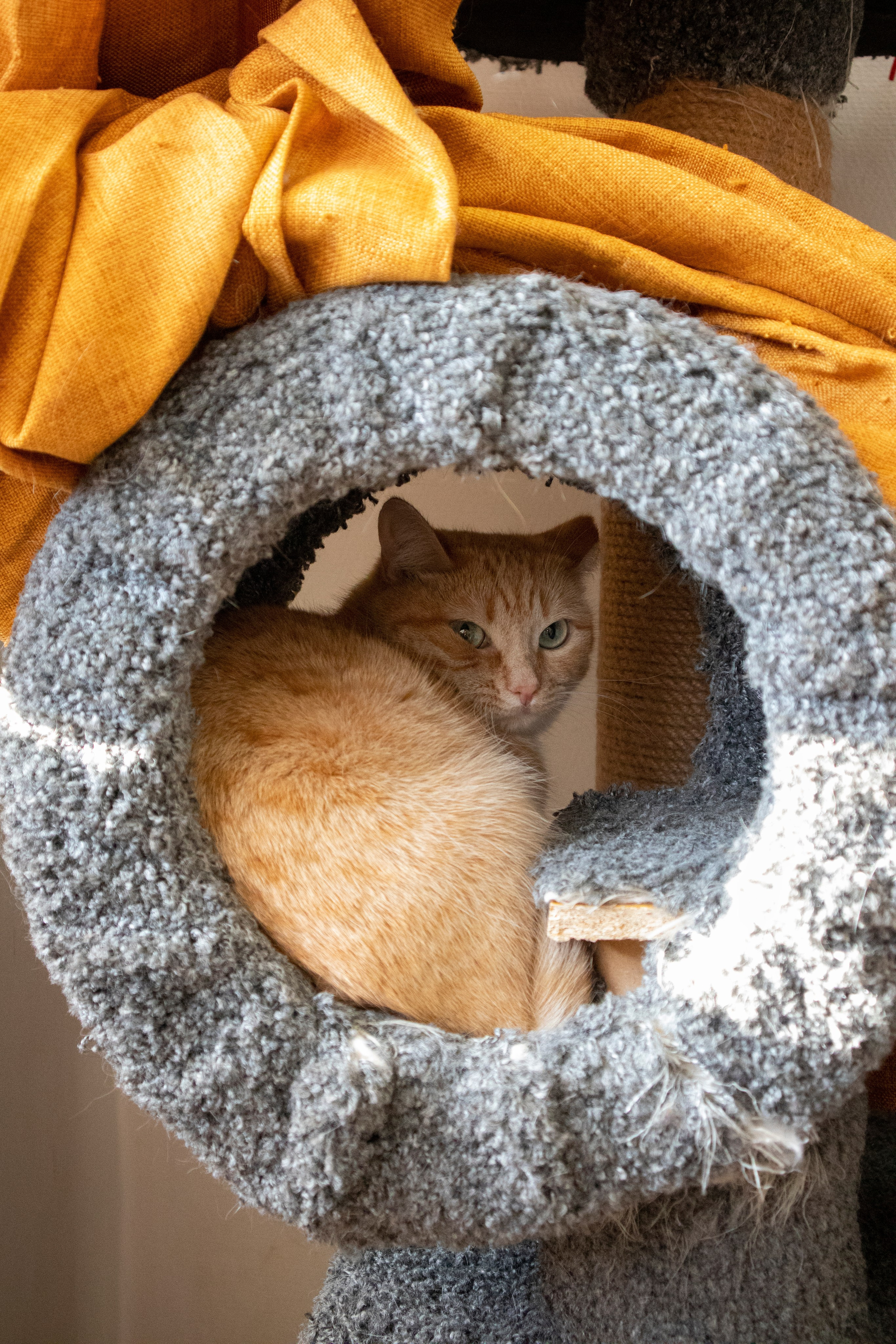 Животные. Фотограф Красноярск | Касьянова Мира