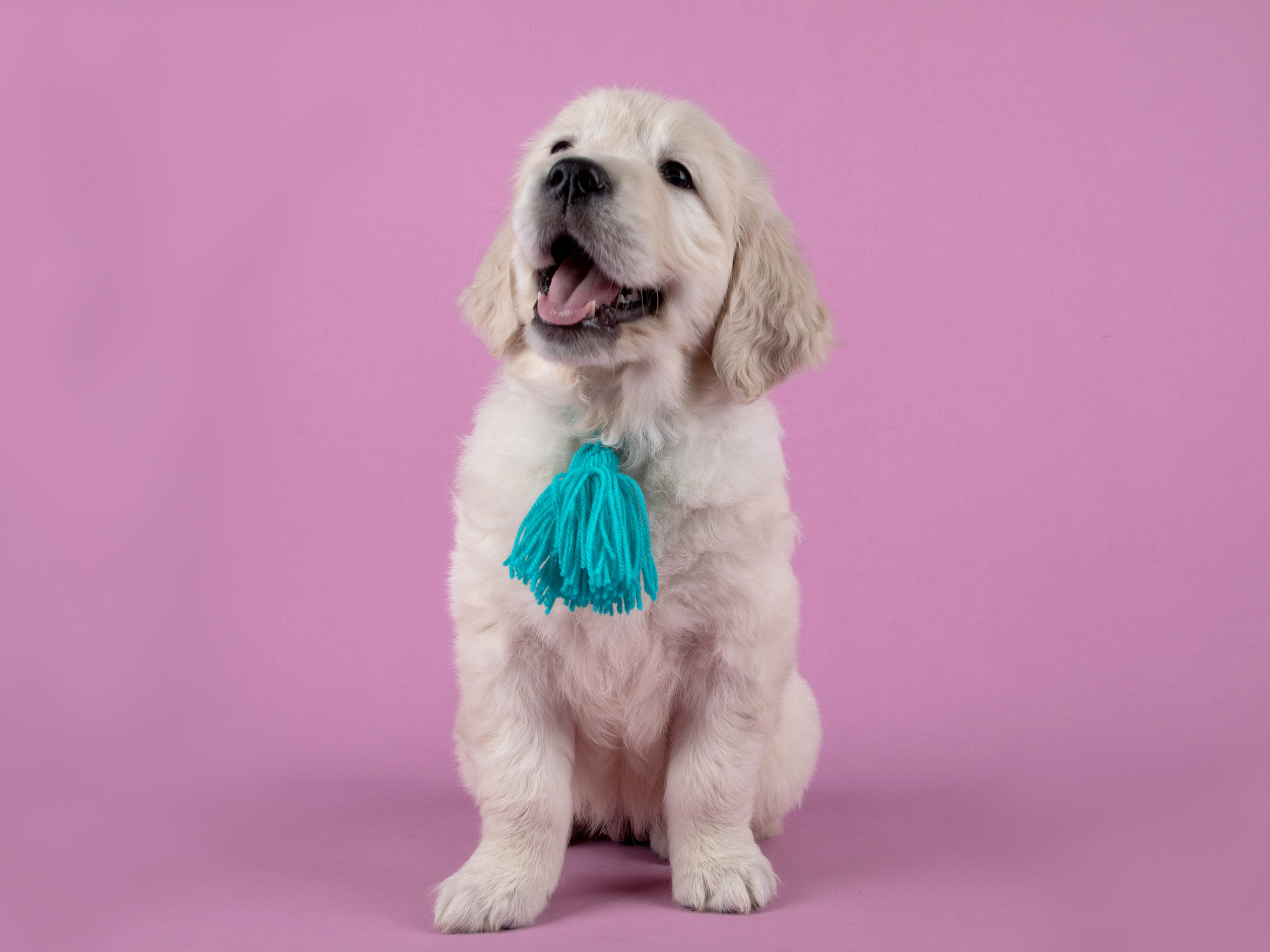 Голден Ретривер. Предметный и семейный фотограф в Санкт-Петербурге Катерина Стеклова