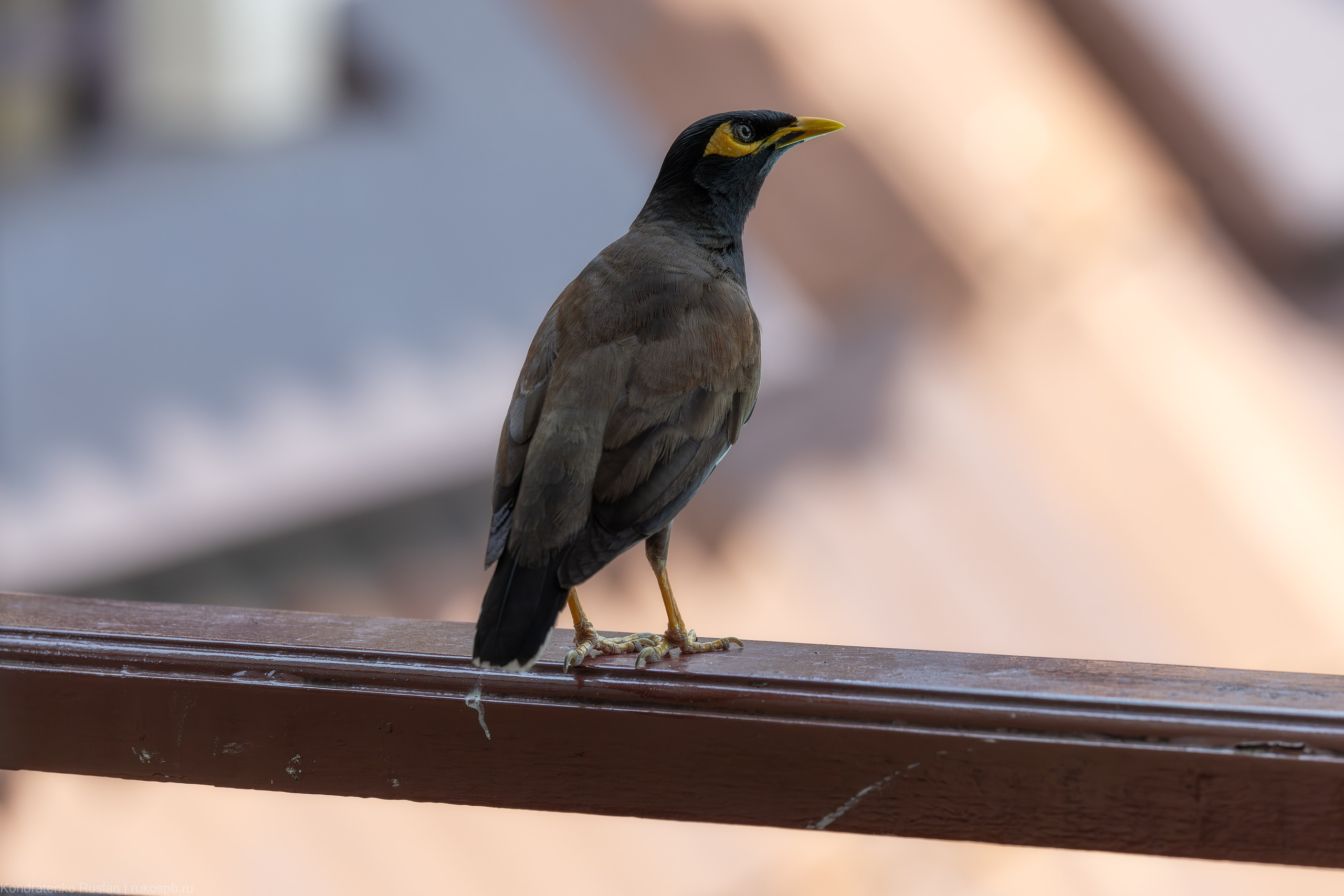 Обыкновенная майна. Архитектурный и пейзажный фотограф Кондратенко Руслан, Санкт-Петербург