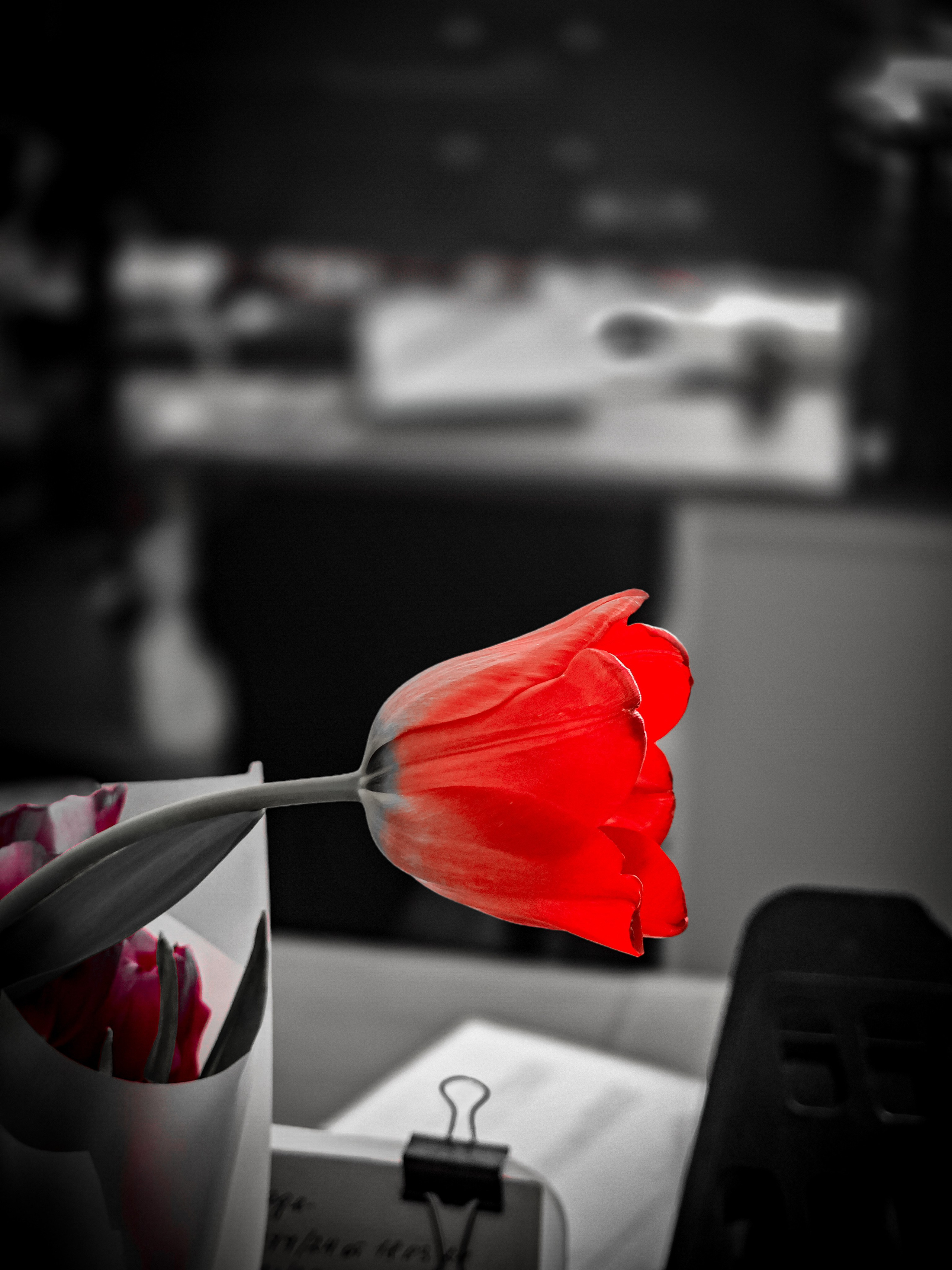 8 марта. Игорь Урывский. Фотограф Красноярск