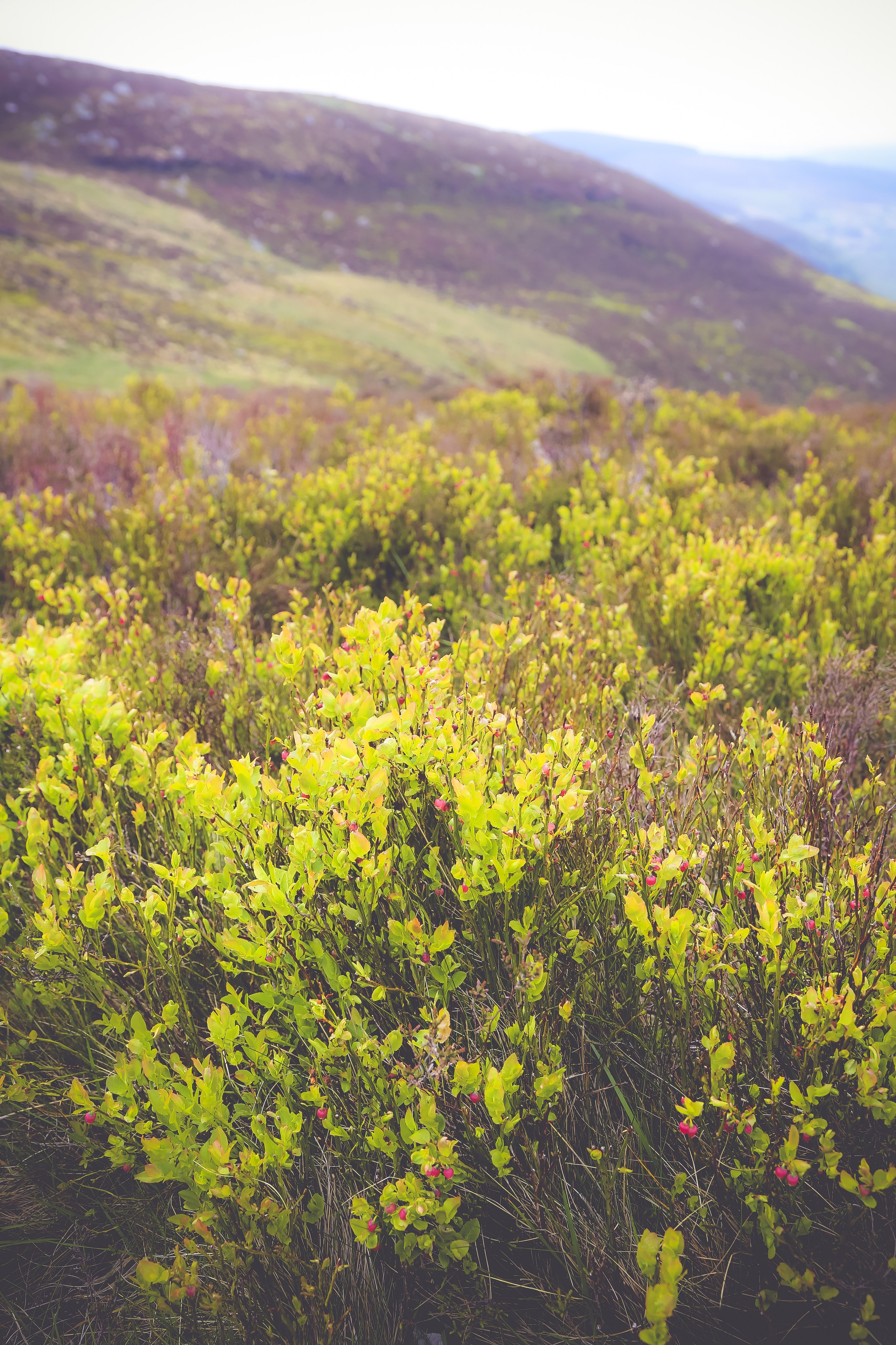 Ирландия: Горы Уиклоу. Дарья Письменюк / Darya Leitstern — фотограф, музыкант, журналист, путешественник