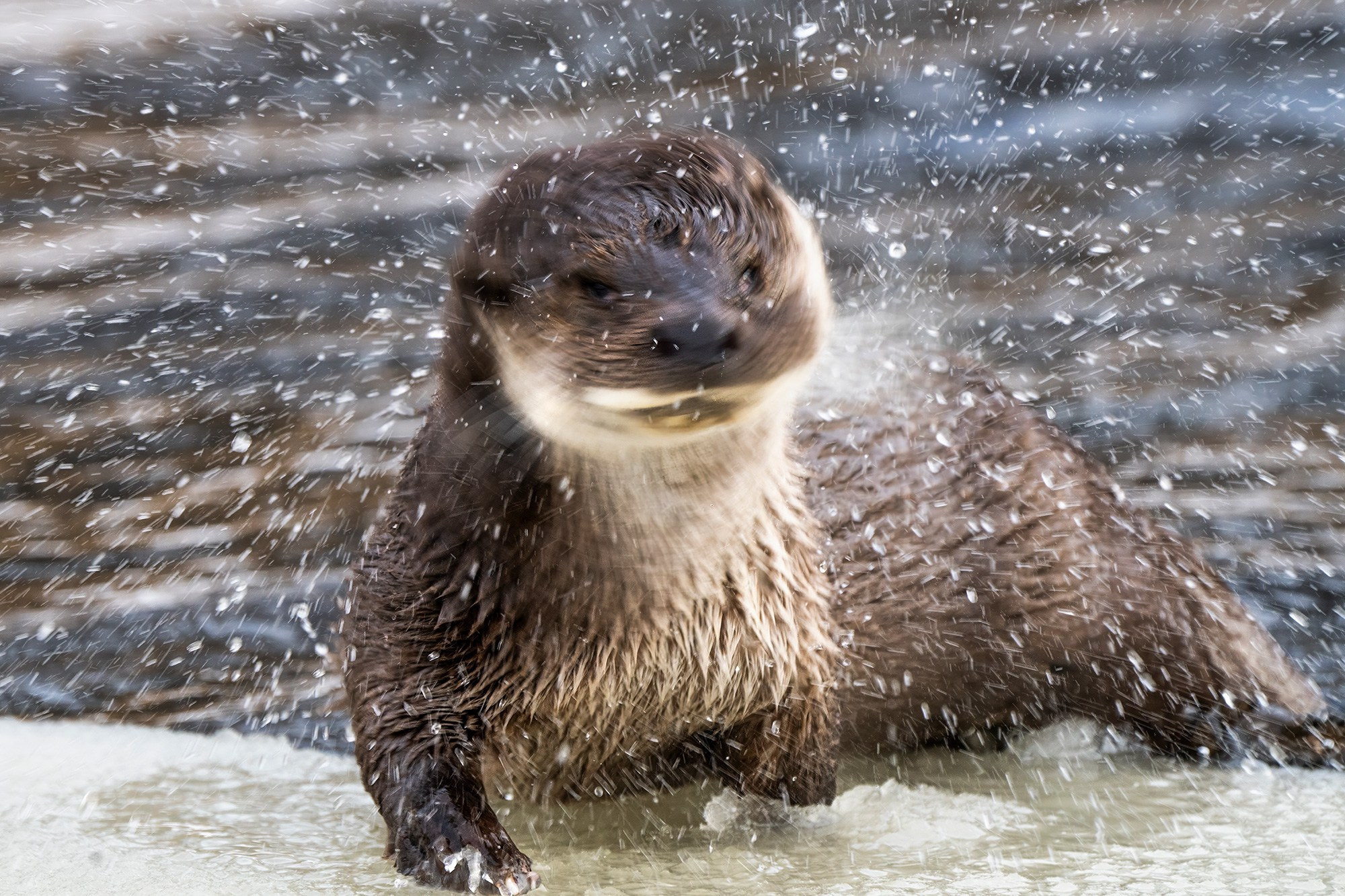 Зимой в Белоруссии. Фотограф Владимир Остапенко